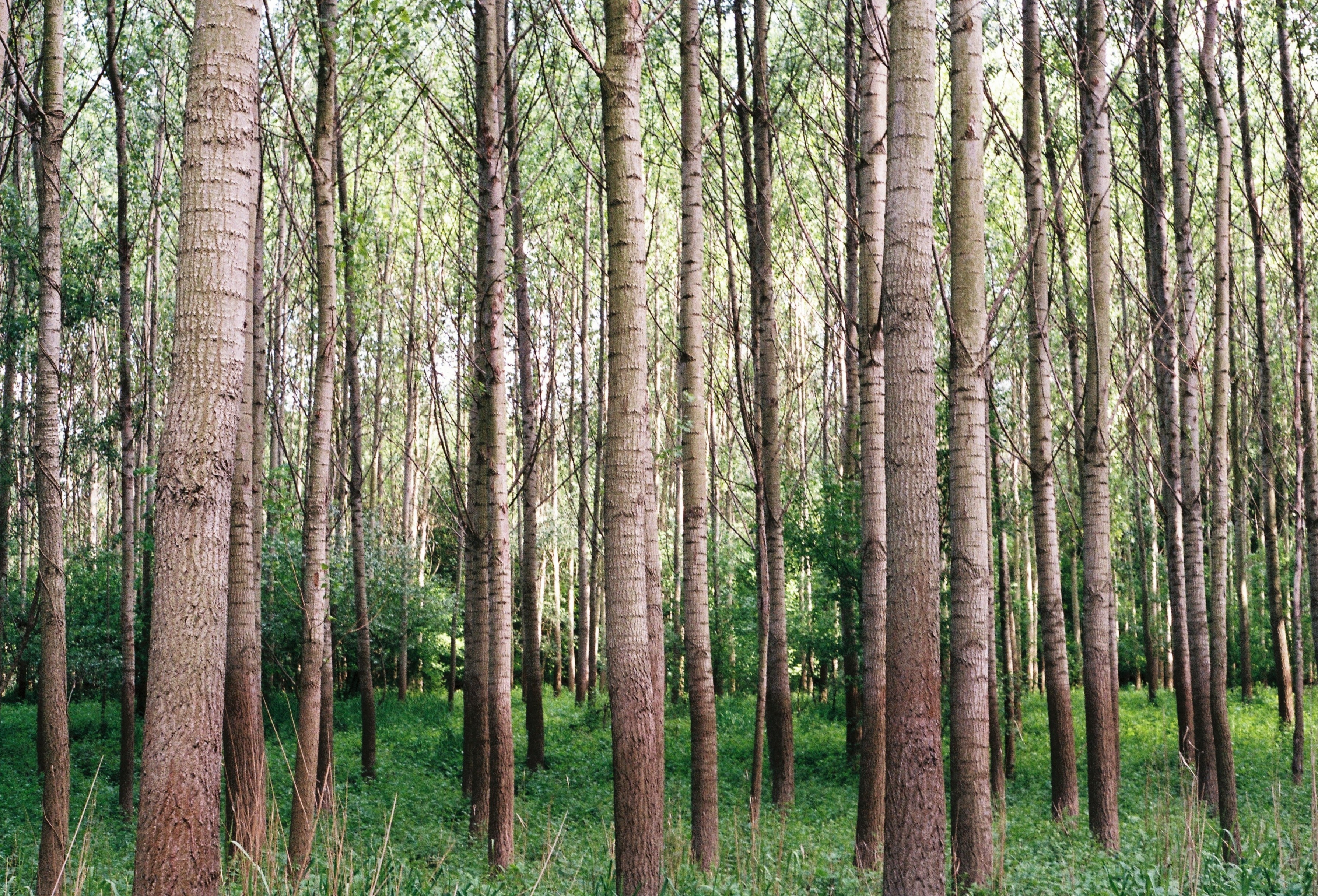 Handy-Wallpaper Bäume, Natur, Grass, Wald kostenlos herunterladen.