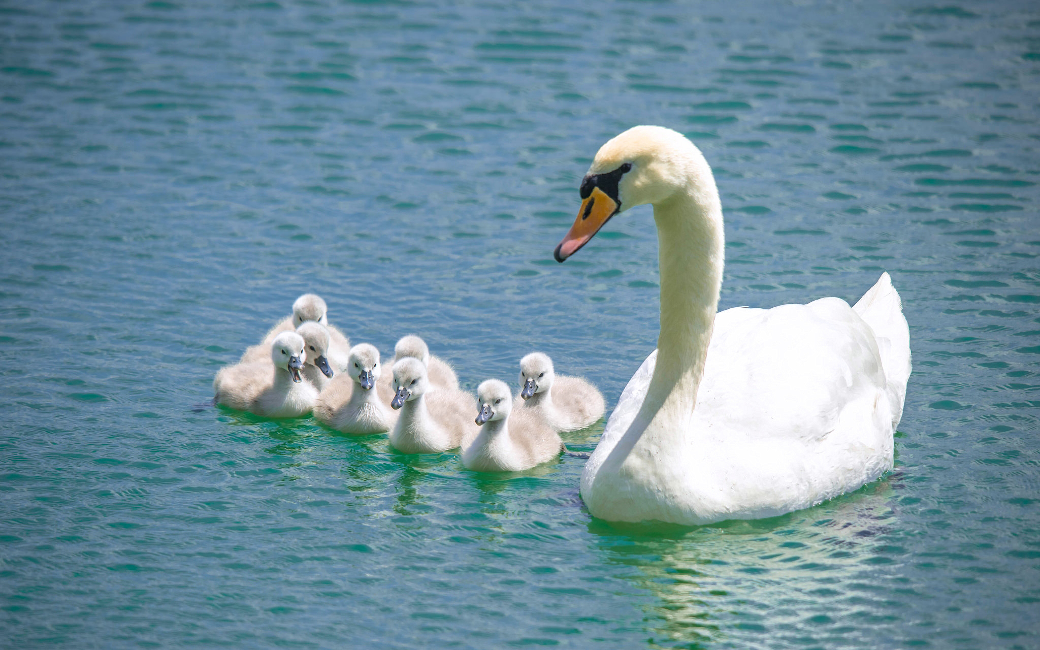 animal, mute swan, baby animal, bird, chick, swan, birds