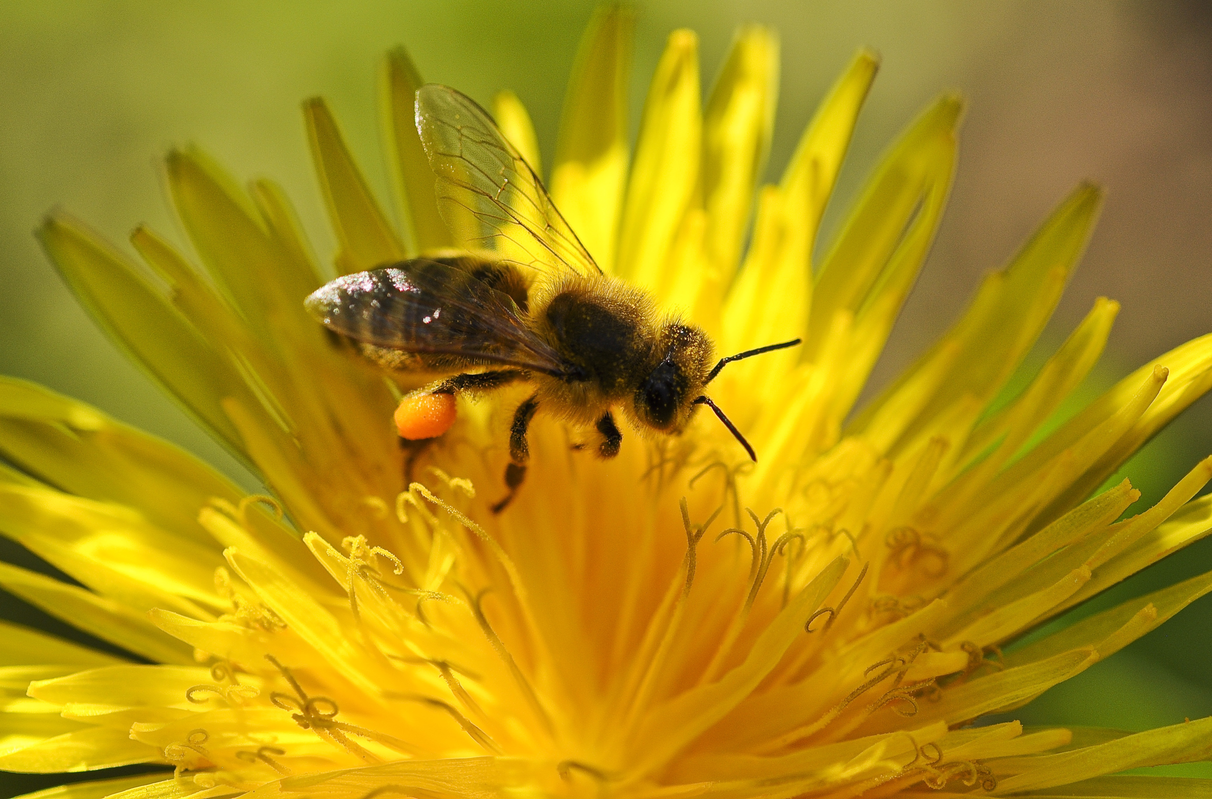 Download mobile wallpaper Ovduapnchik, Macro, Pollination, Flower, Bee, Dandelion for free.