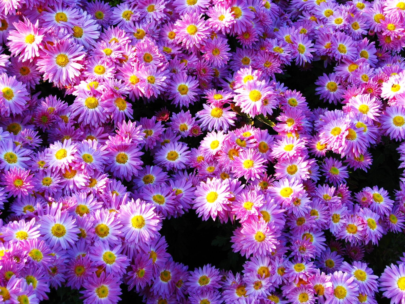 Download mobile wallpaper Flowers, Plants, Violet, Background for free.