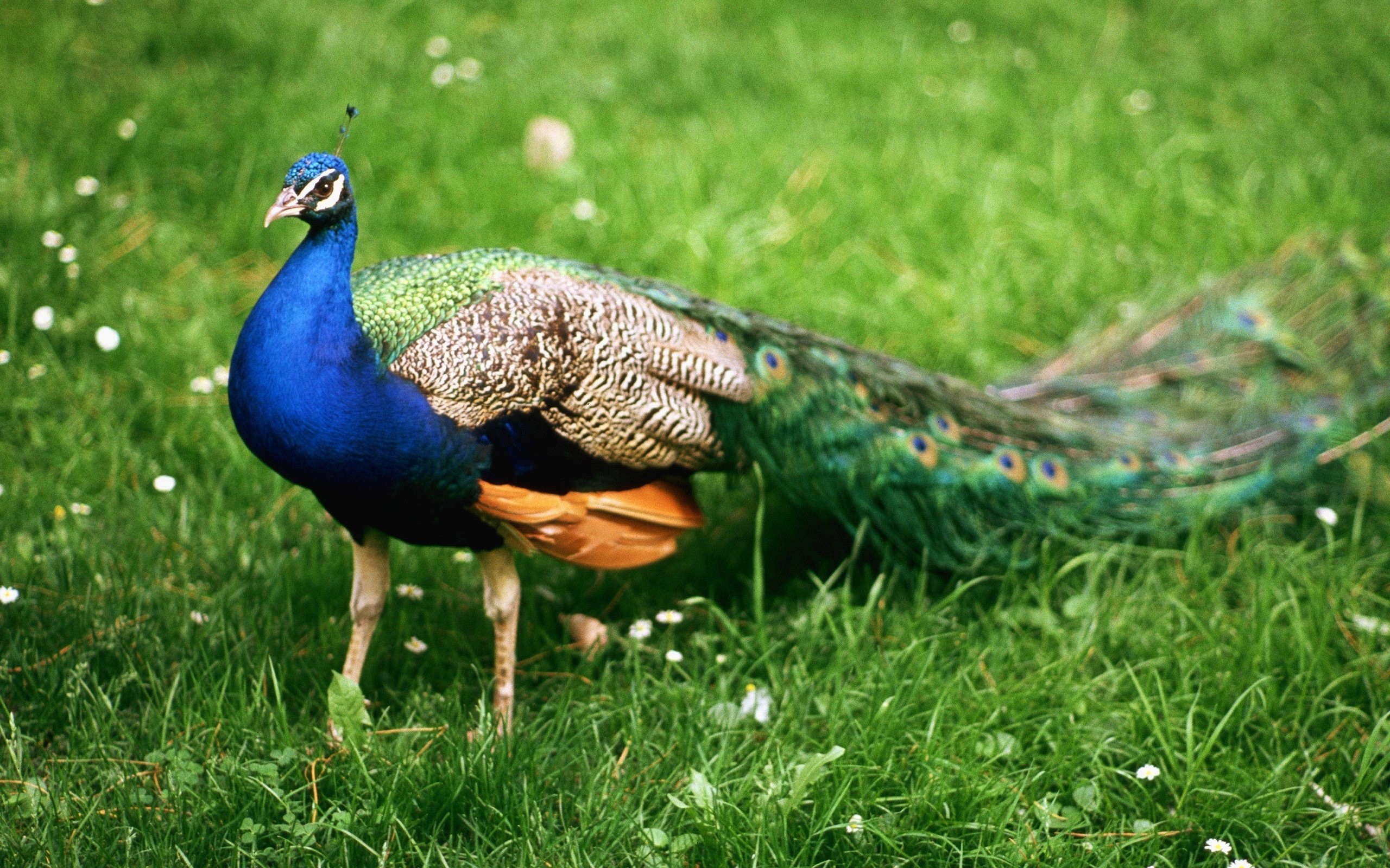 Peacock 4K wallpapers for your desktop or mobile screen free and easy to  download