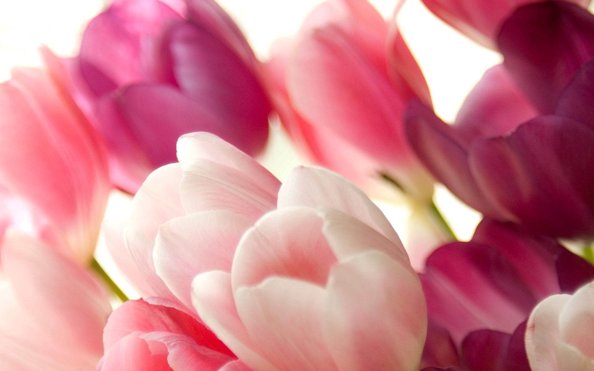 94707 descargar fondo de pantalla tulipanes, flores, de cerca, primer plano, cogollos, brotes: protectores de pantalla e imágenes gratis