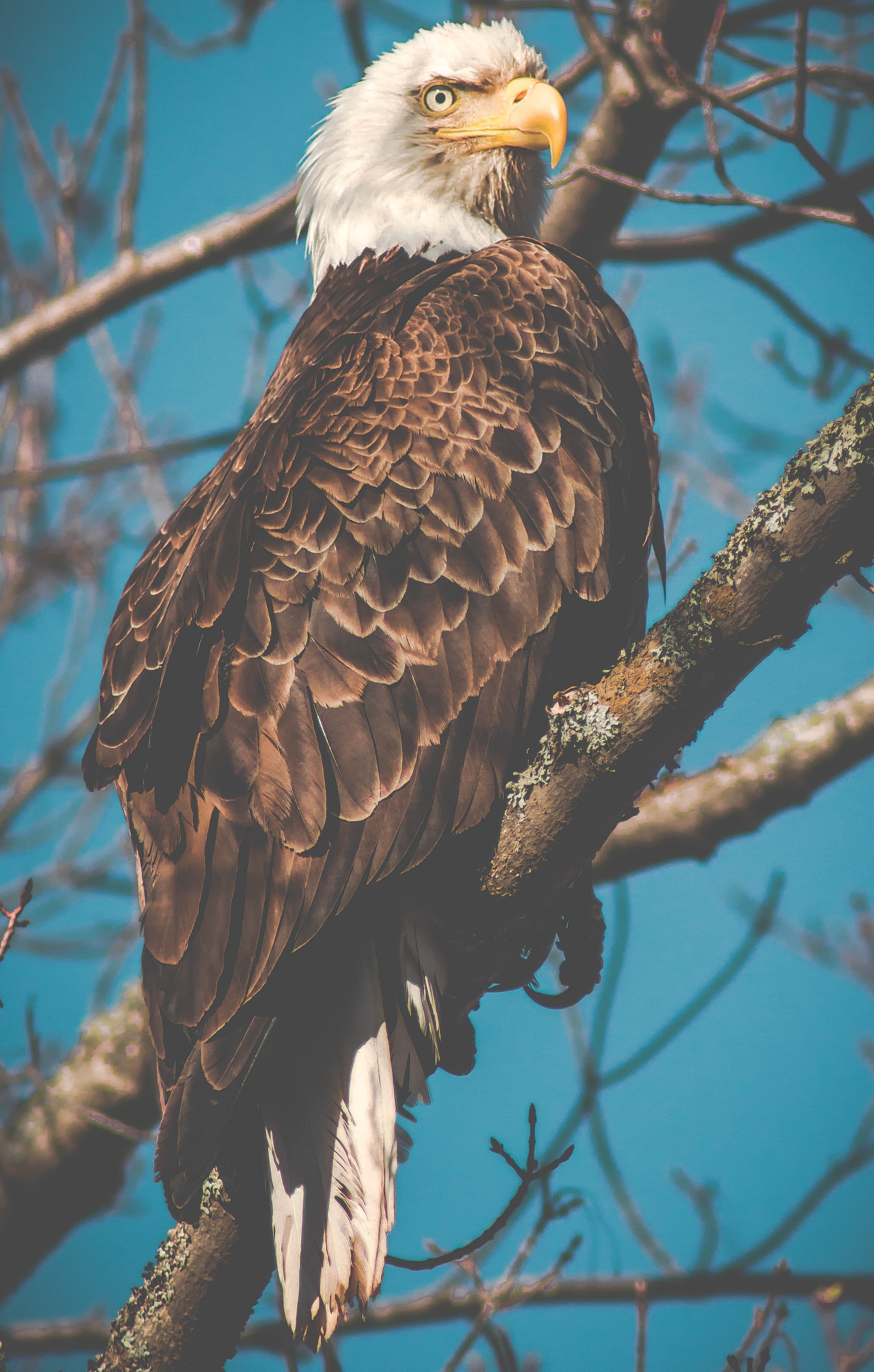 beak, animals, bird, branch, predator, eagle desktop HD wallpaper