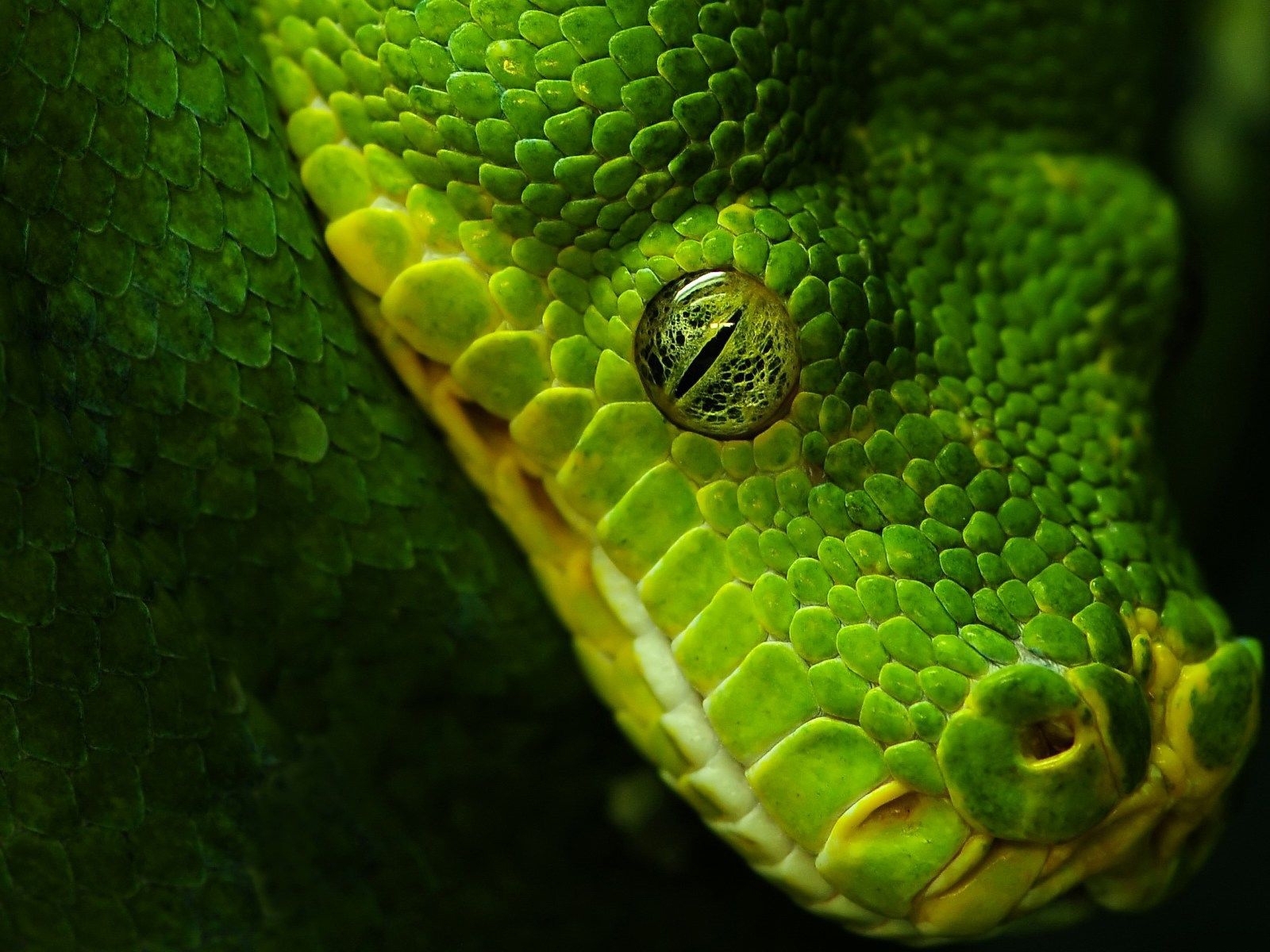 snakes, animals, green
