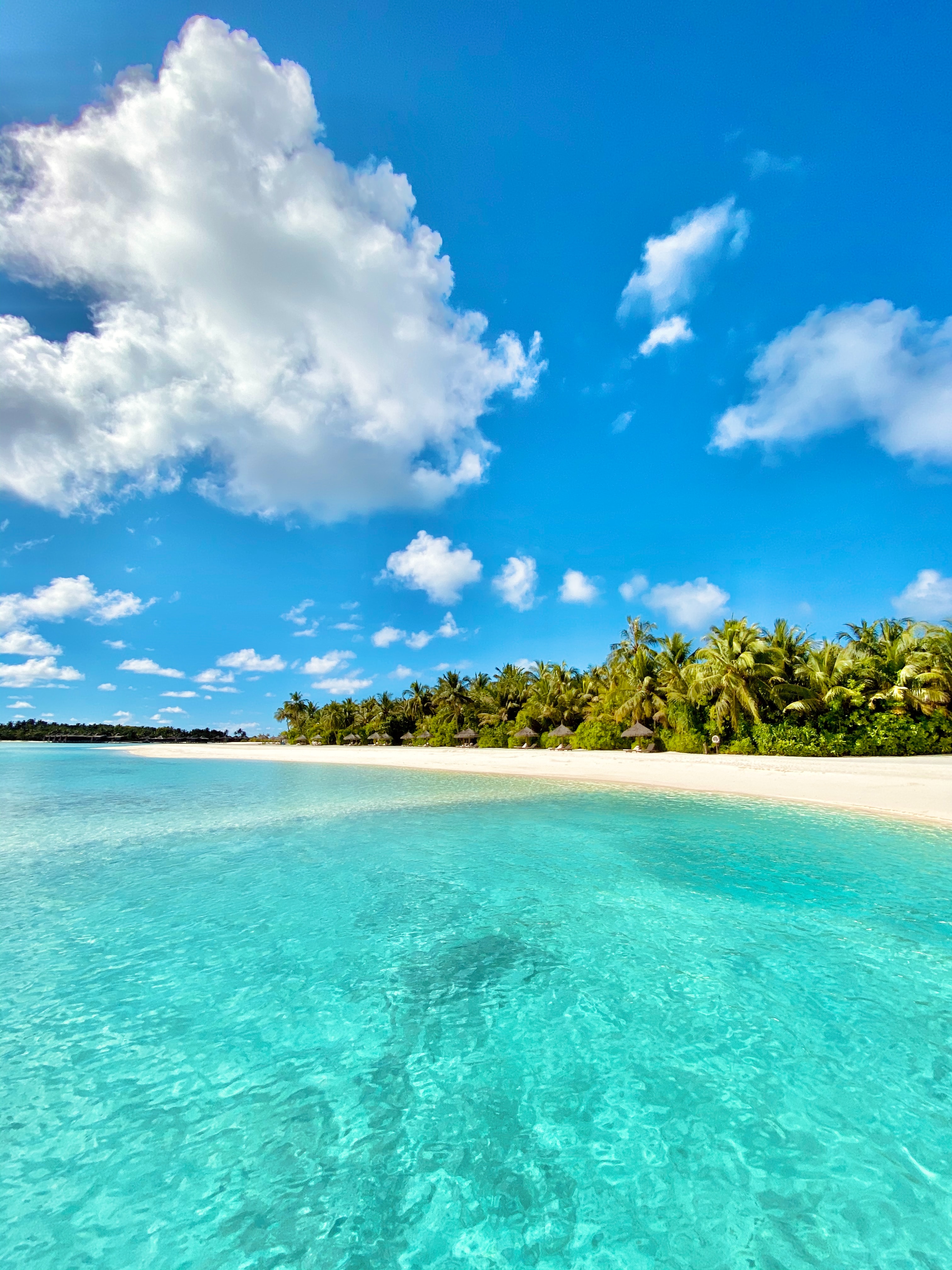 tropics, summer, nature, beach, sea, palms Smartphone Background