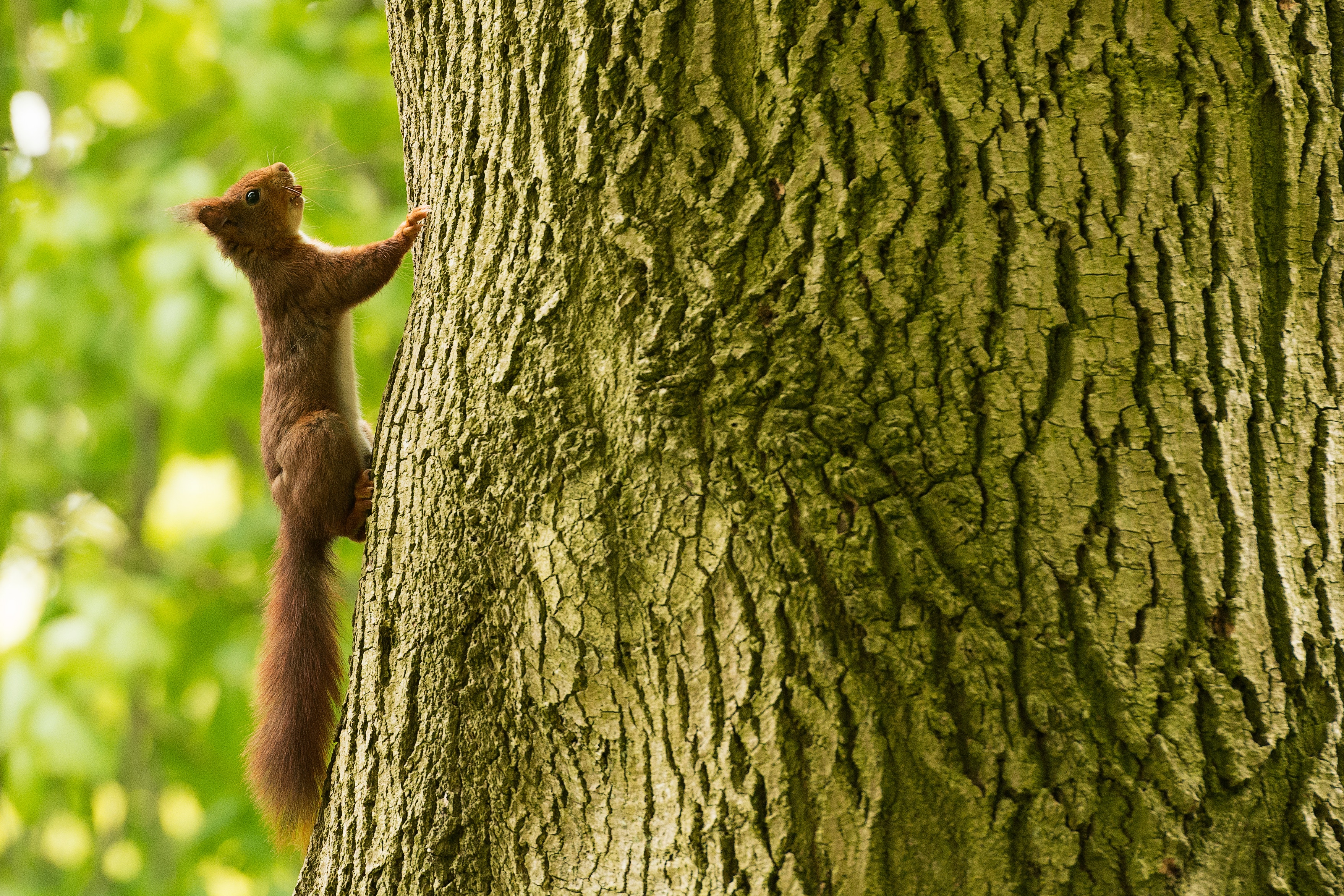Download mobile wallpaper Climbs, Tree, Animals, Wood, Climbing, Squirrel for free.