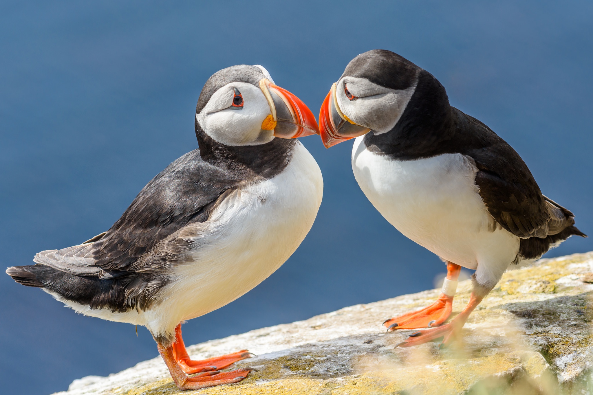 Panoramic Wallpapers Puffin 