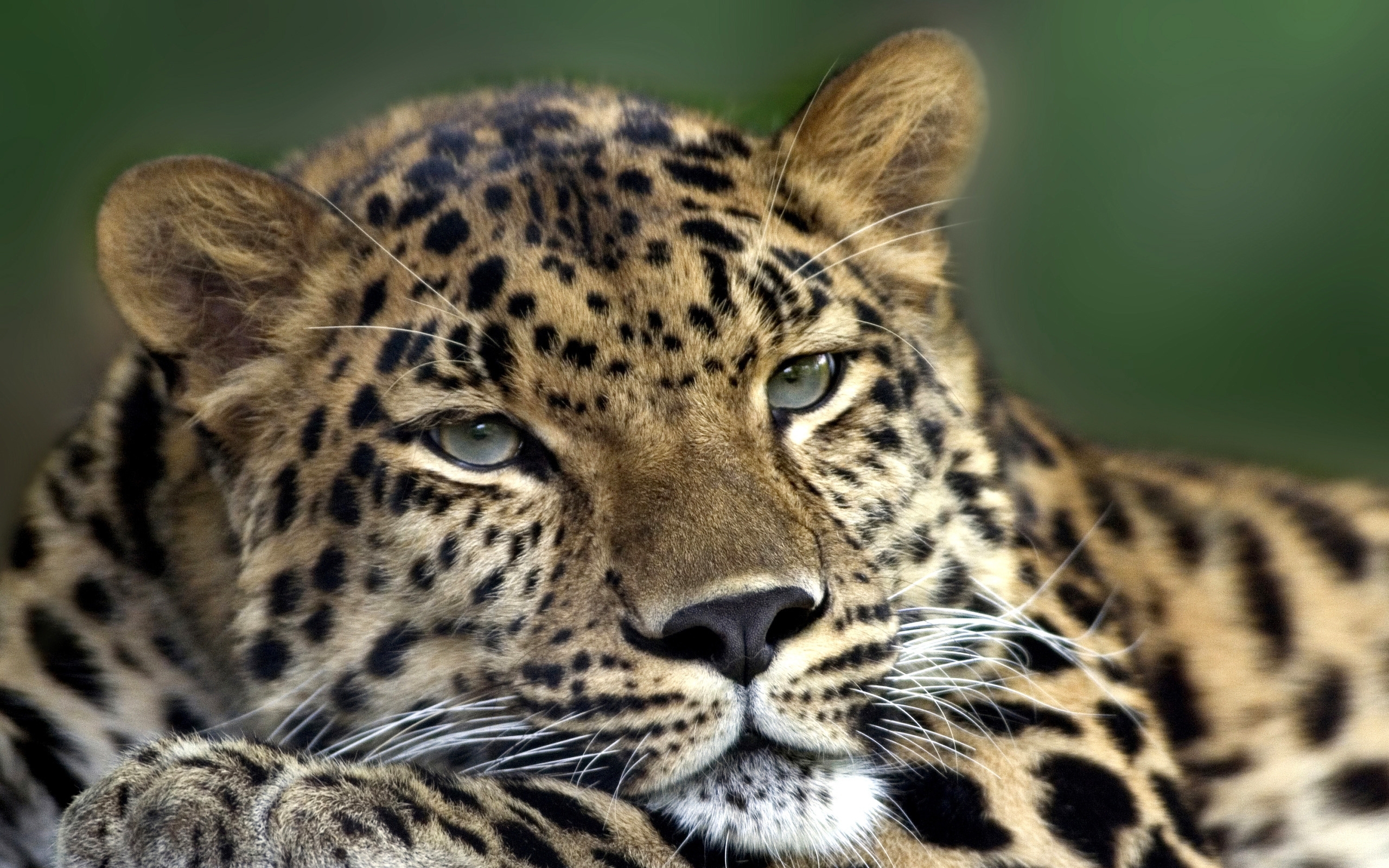 31973 скачать обои леопарды, животные - заставки и картинки бесплатно