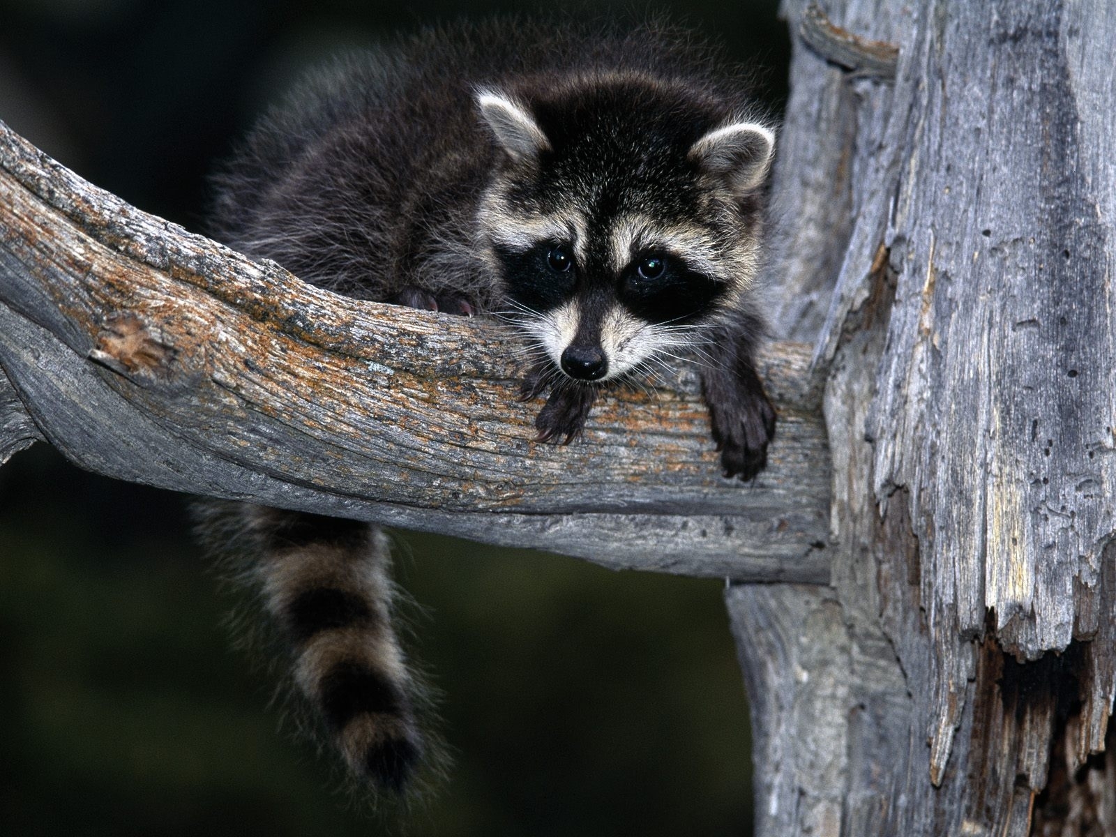1080p Raccoons Hd Images