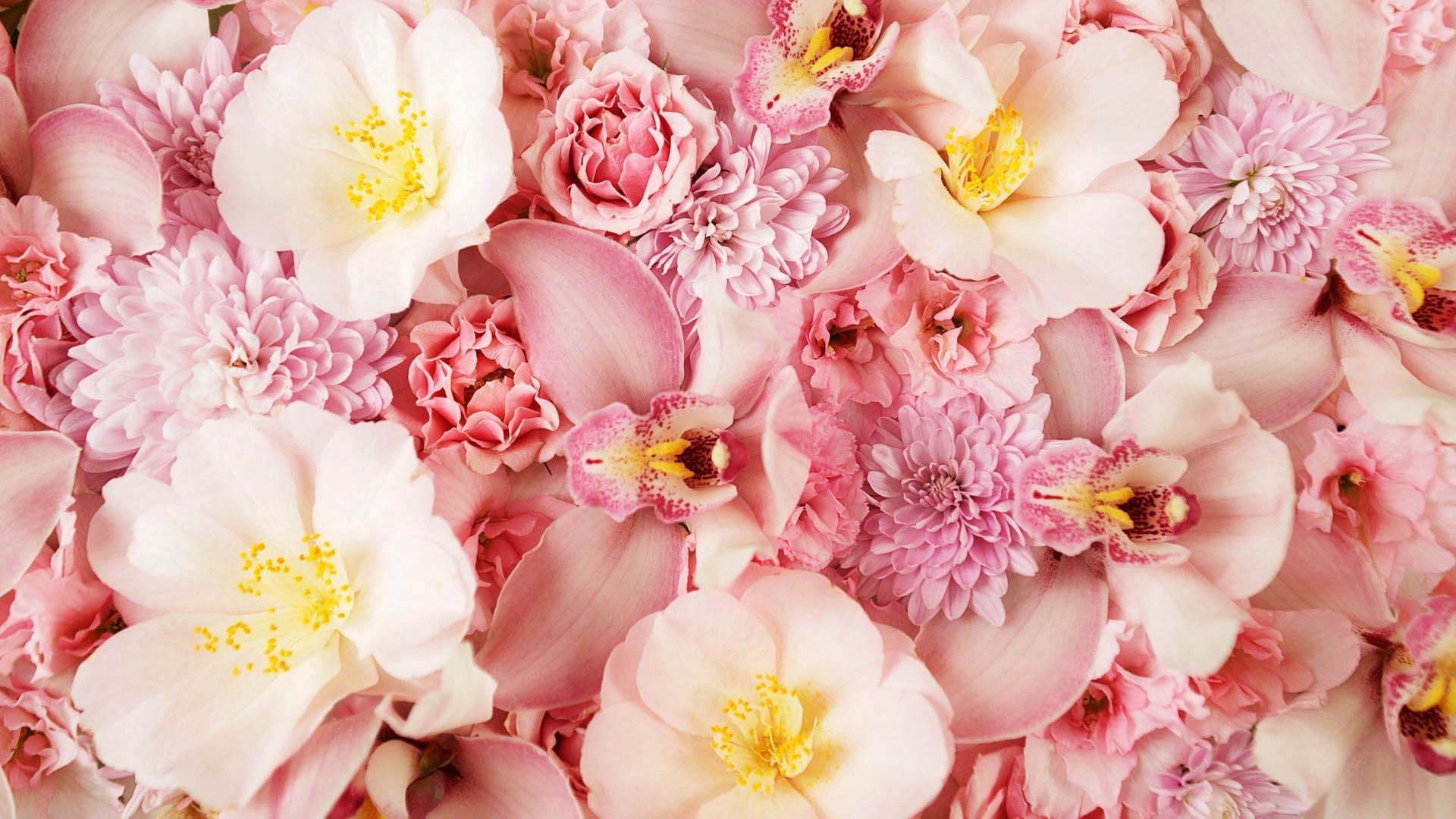 無料モバイル壁紙大きい, 花びら, マクロ, ピンク, フラワーズをダウンロードします。