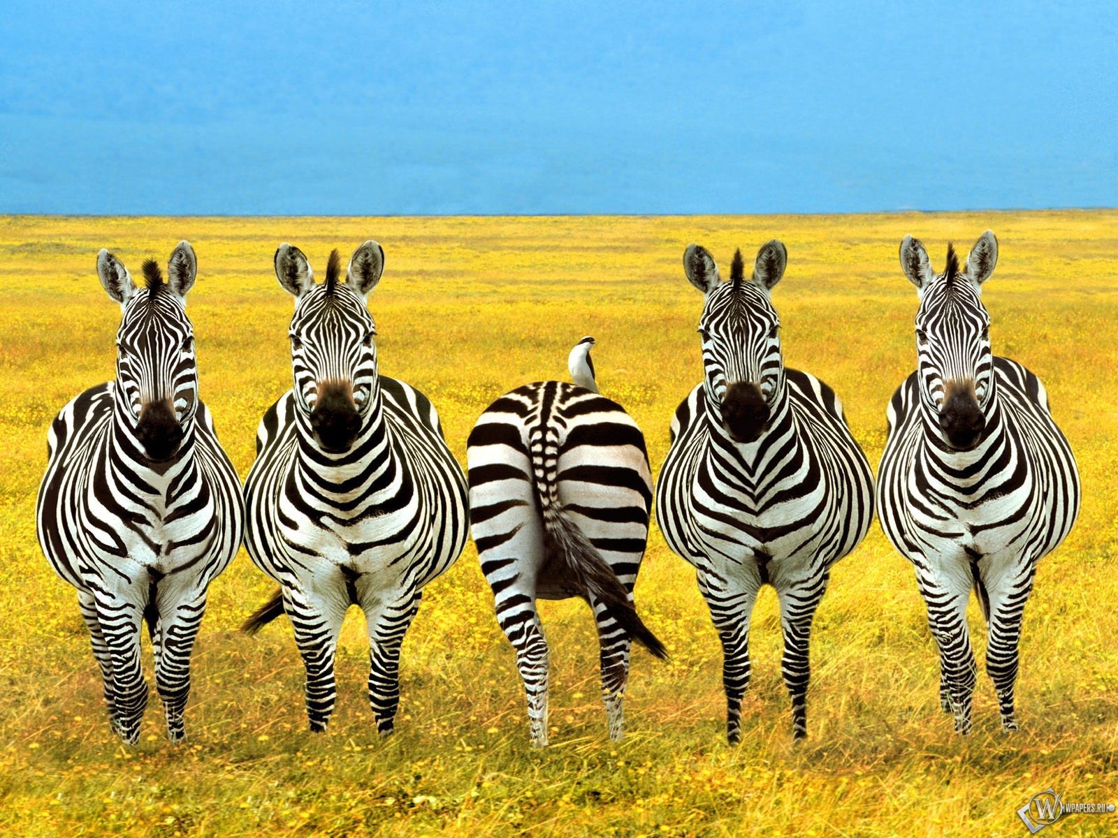 205672 baixar papel de parede animais, zebra - protetores de tela e imagens gratuitamente
