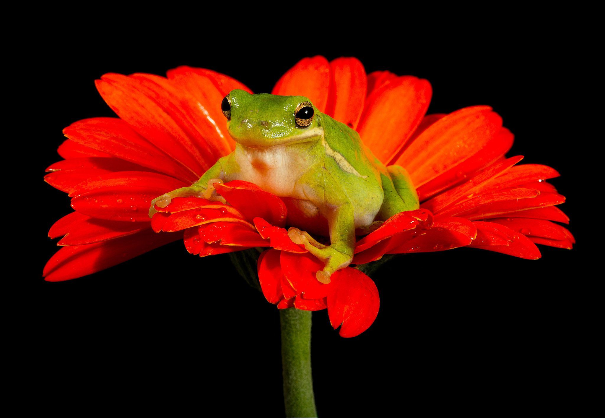 413813 завантажити картинку тварина, деревна жаба, амфібія, квітка, жаба, гербера, апельсинова квітка, жаби - шпалери і заставки безкоштовно