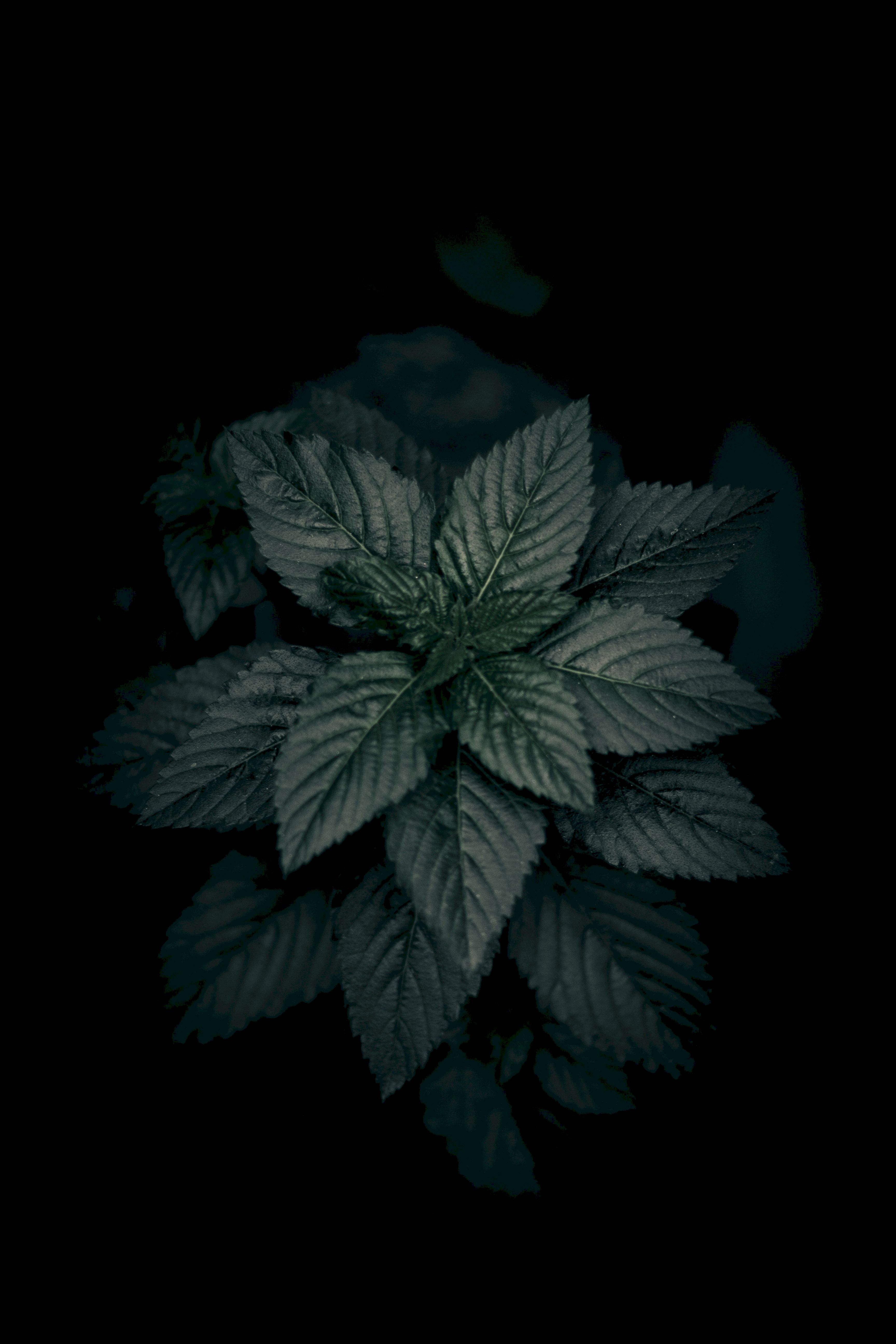 dark, nature, leaves, green, plant, macro, close up desktop HD wallpaper