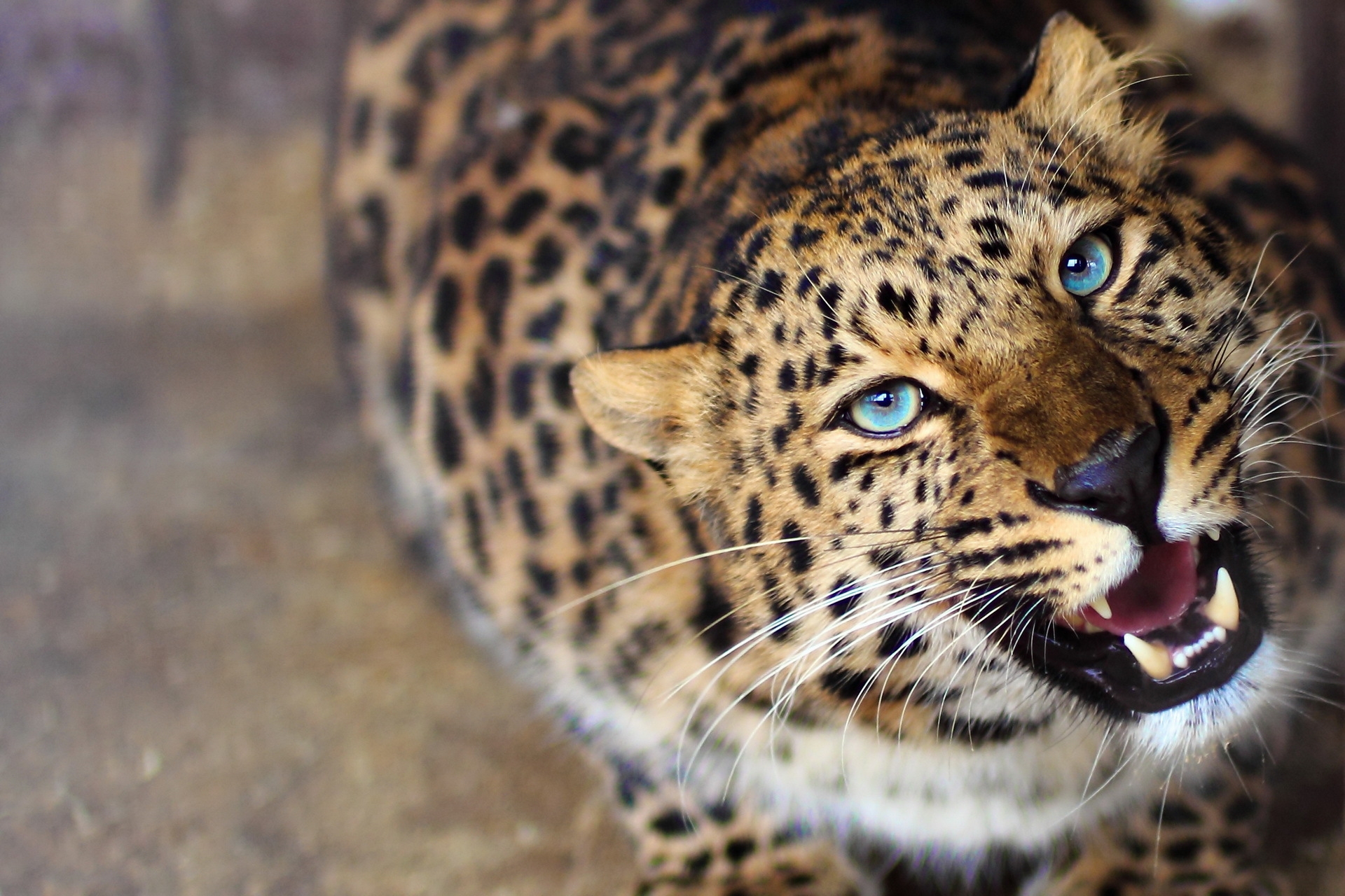 151121 Hintergrundbild herunterladen leopard, schnauze, tiere, grinsen, grin, sicht, meinung - Bildschirmschoner und Bilder kostenlos