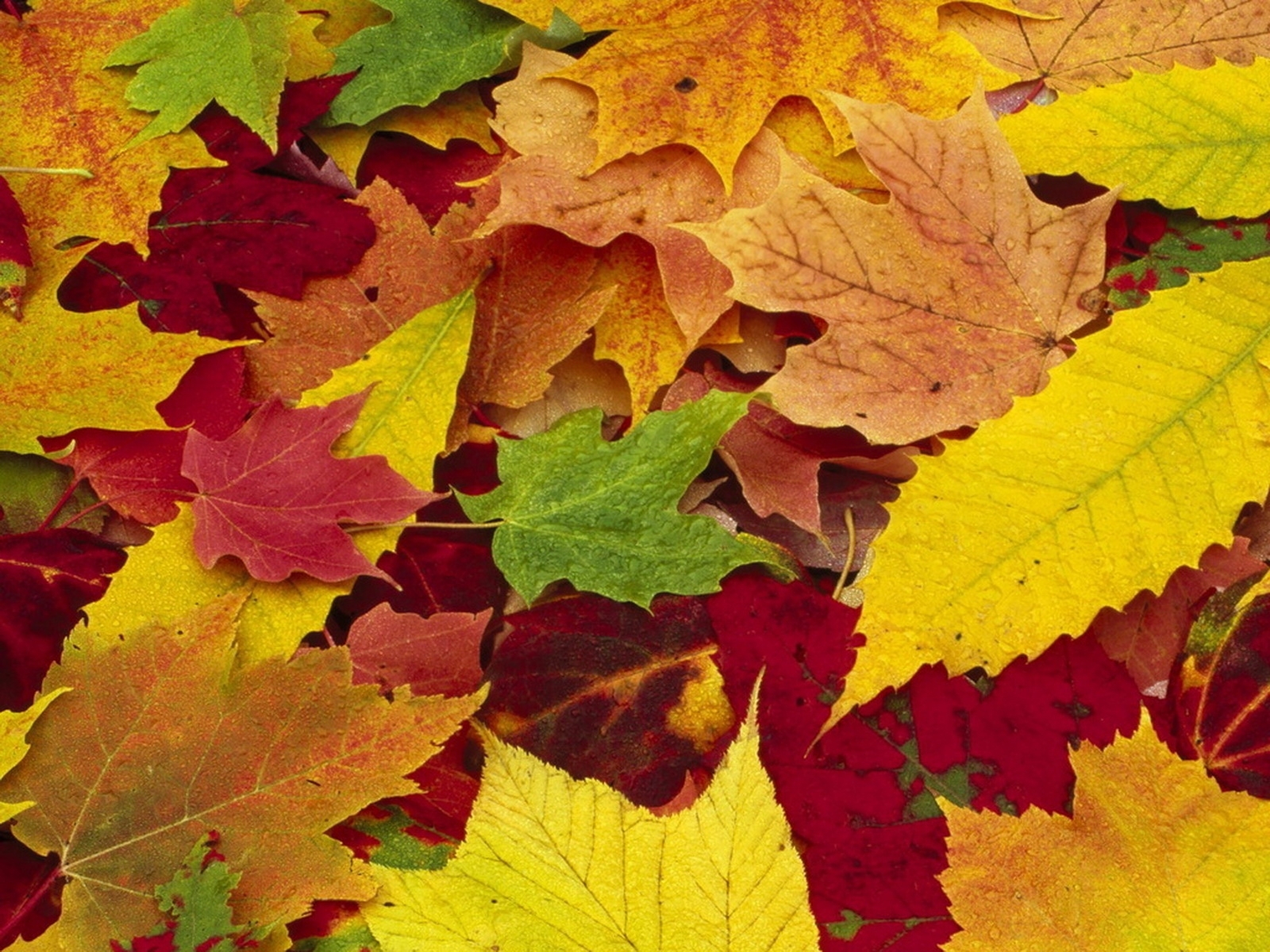 осенние листья вертикальное фото