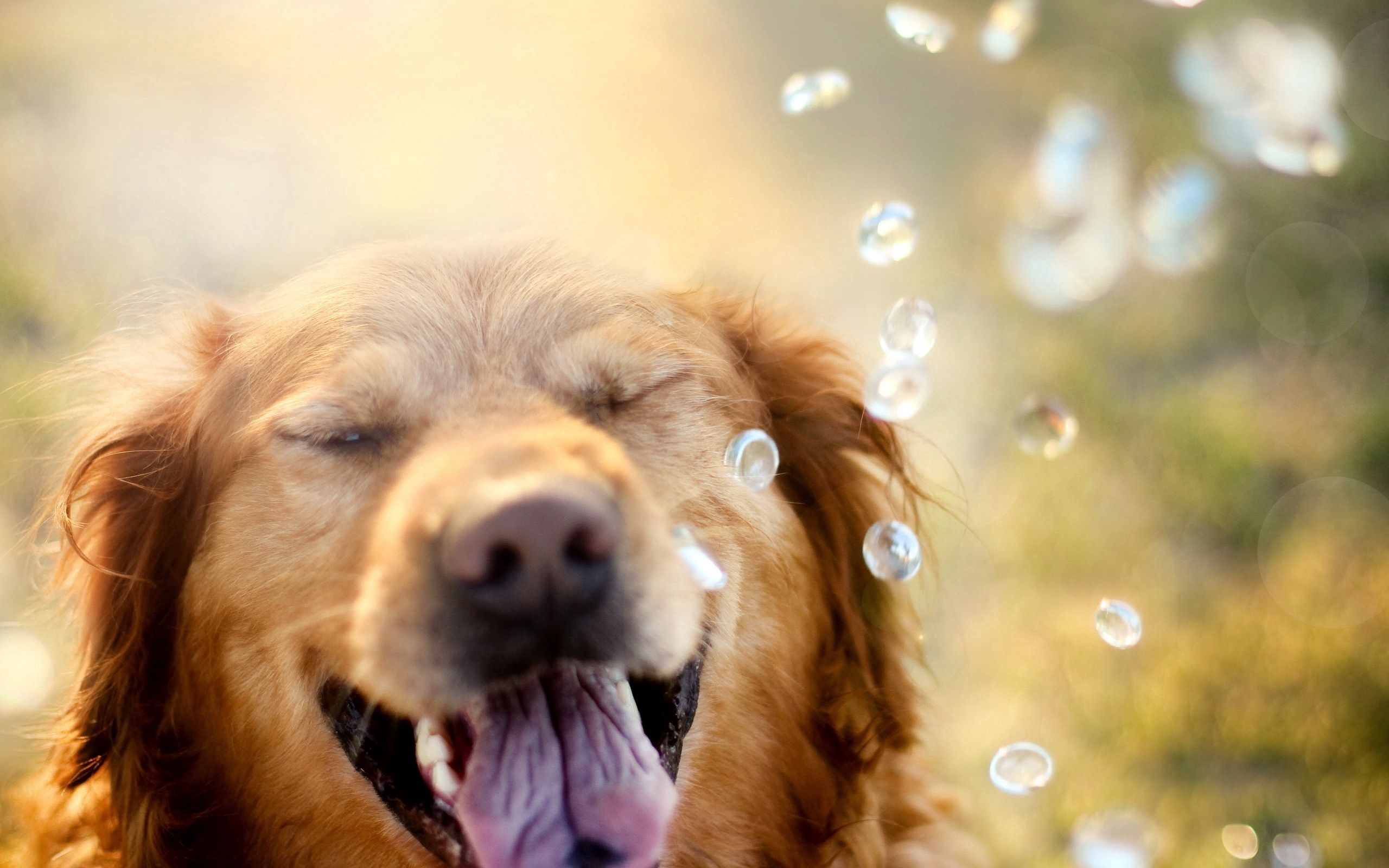 Download mobile wallpaper Retriever, Squint, Blink, Muzzle, Animals, Dog, Drops for free.