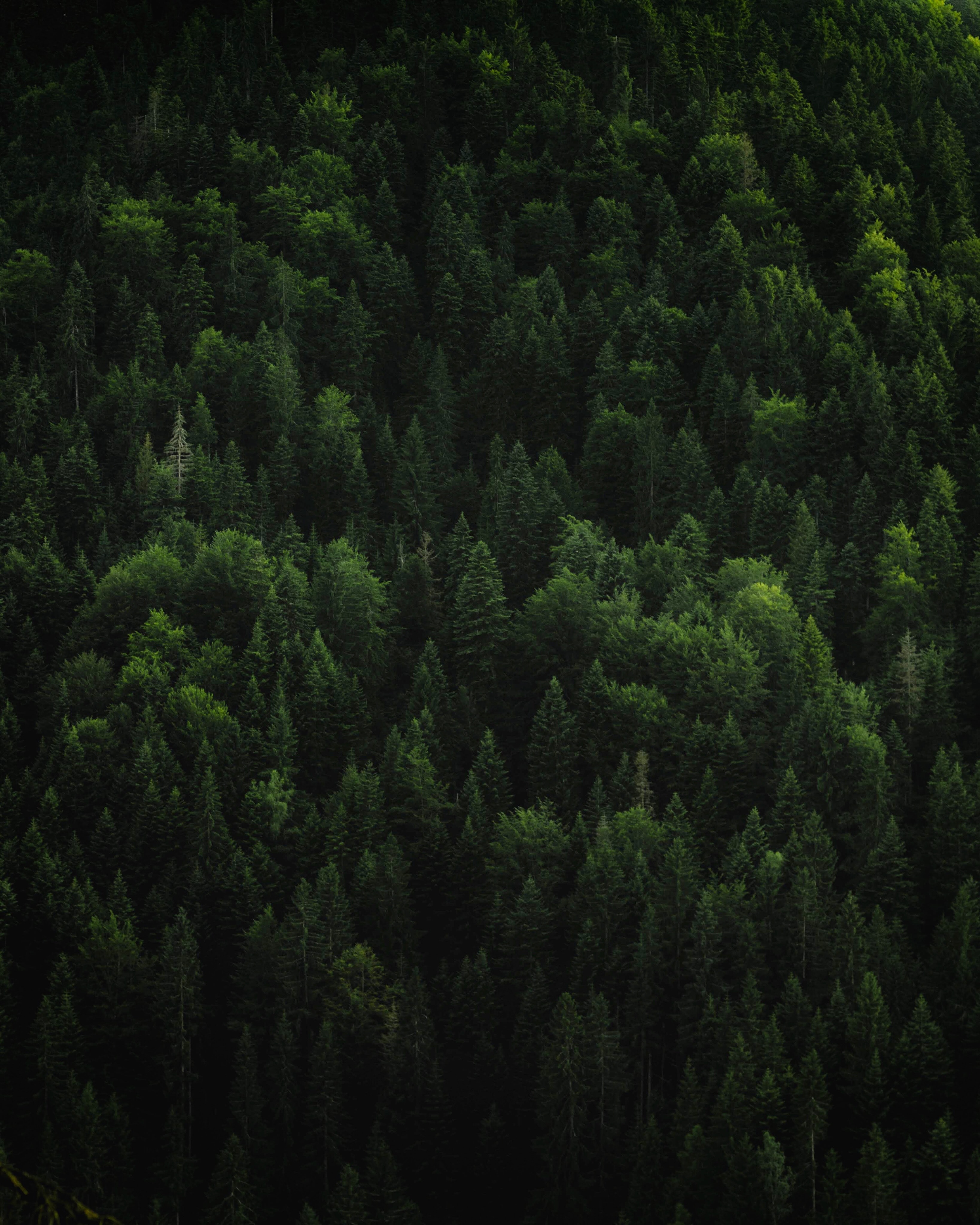 Скачать картинку Природа, Зеленый, Верхушки, Хвойный, Деревья, Лес в телефон бесплатно.