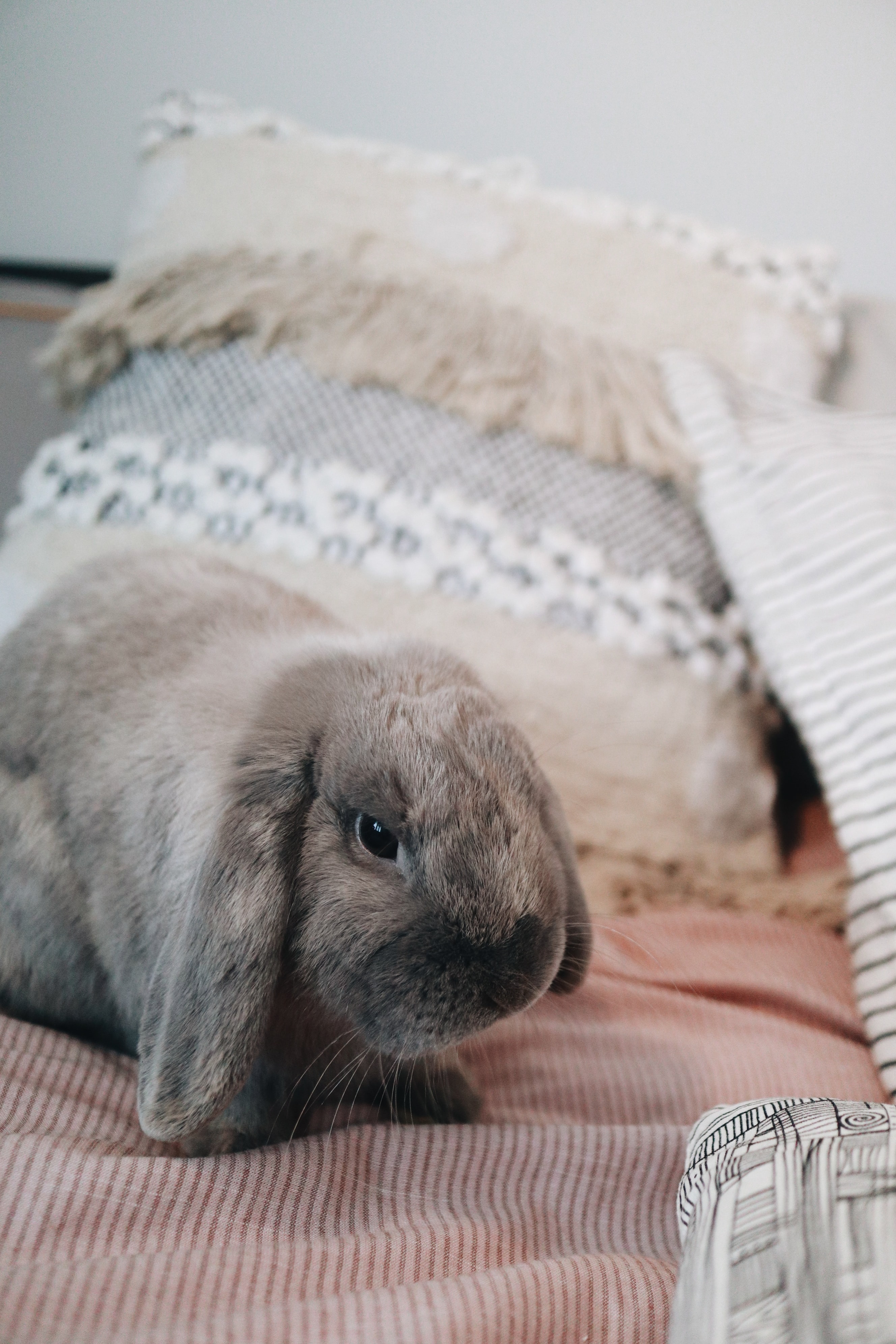Download mobile wallpaper Animals, Pet, Animal, Grey, Rabbit for free.