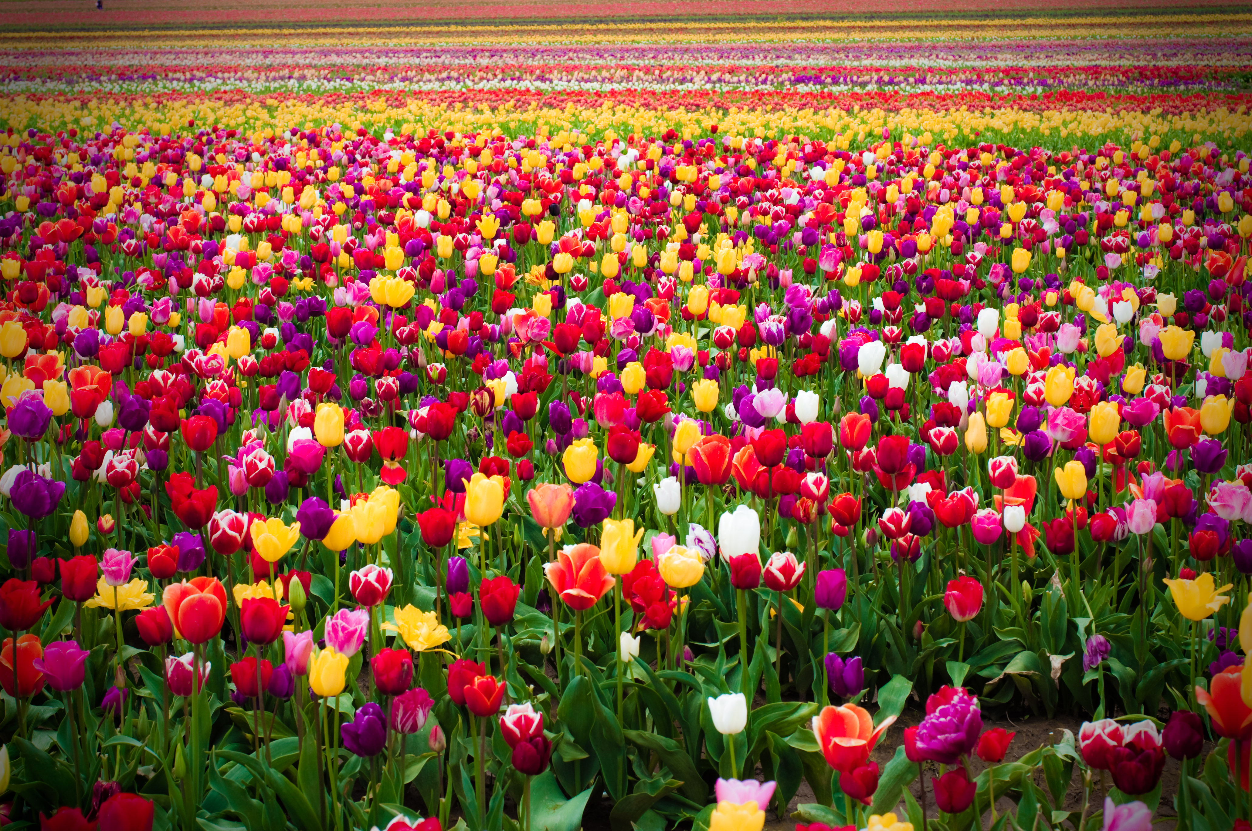 Где находится тюльпановое поле. Тюльпановое поле в Нидерландах. Тюльпановое поле Кемерово. Тюльпаны на полу.