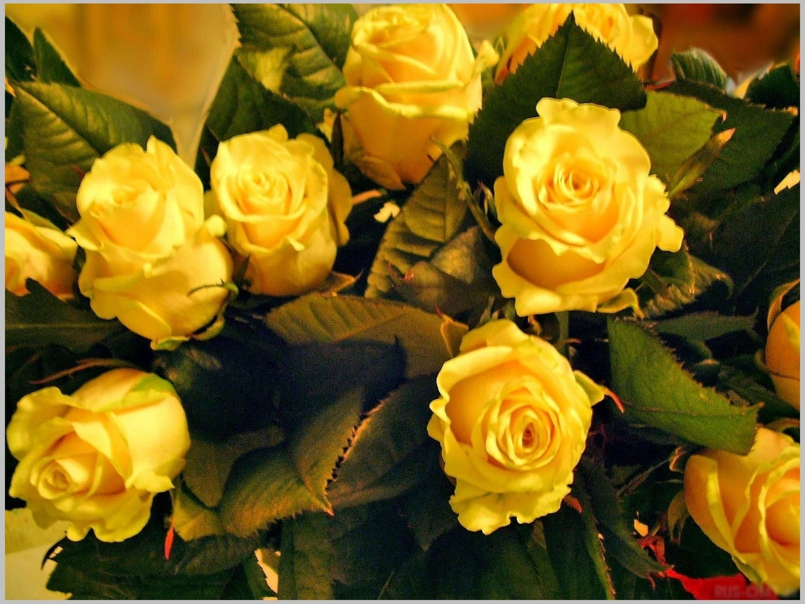 1960 скачать картинку розы, растения, цветы, открытки, желтые - обои и заставки бесплатно