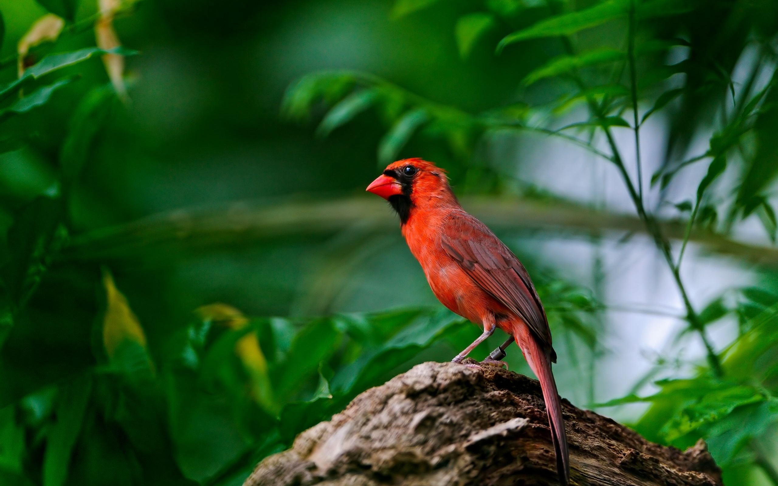 255652 télécharger l'image animaux, cardinal, oiseau, des oiseaux - fonds d'écran et économiseurs d'écran gratuits