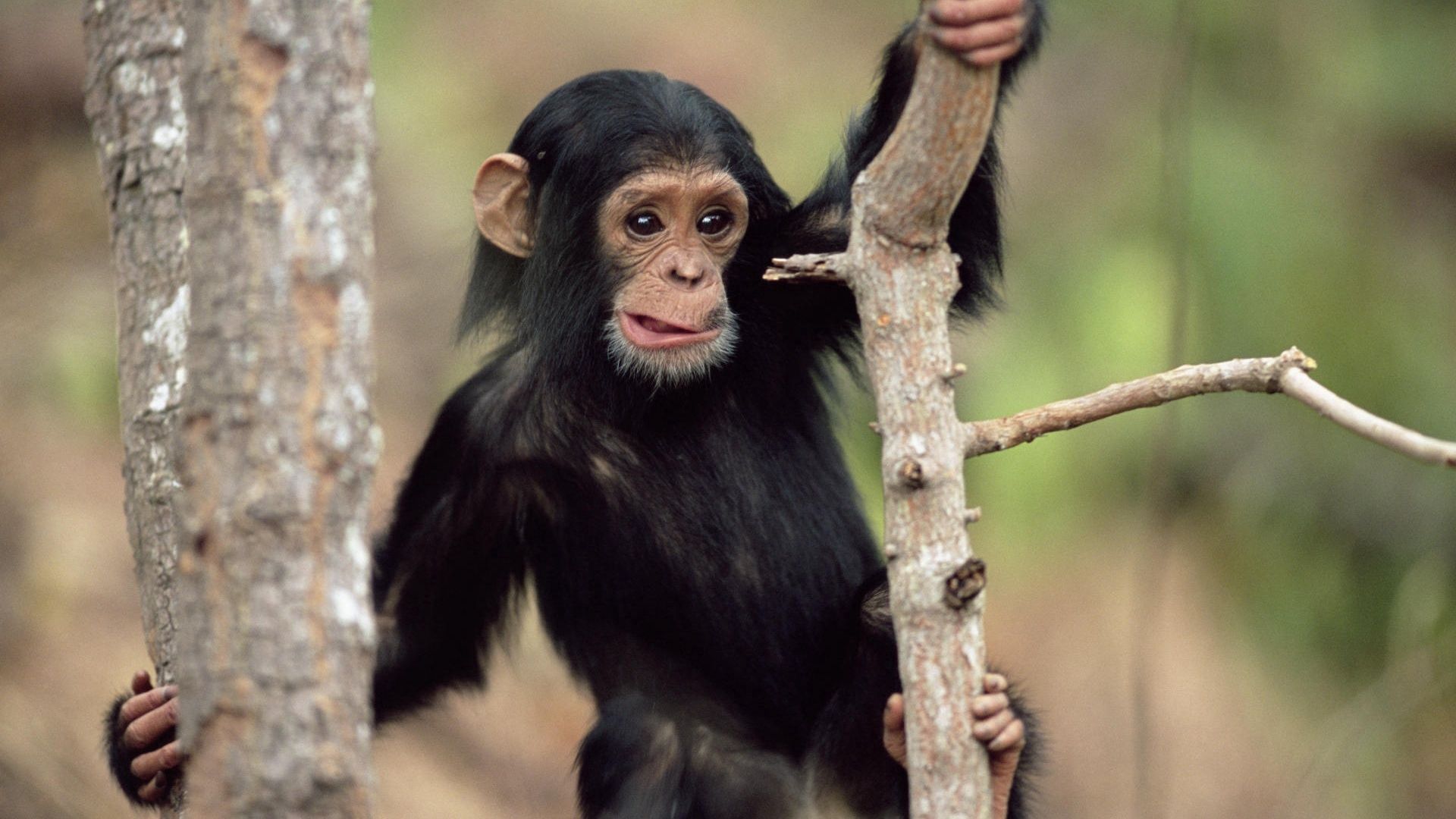 monkey, animals, branches, climb iphone wallpaper