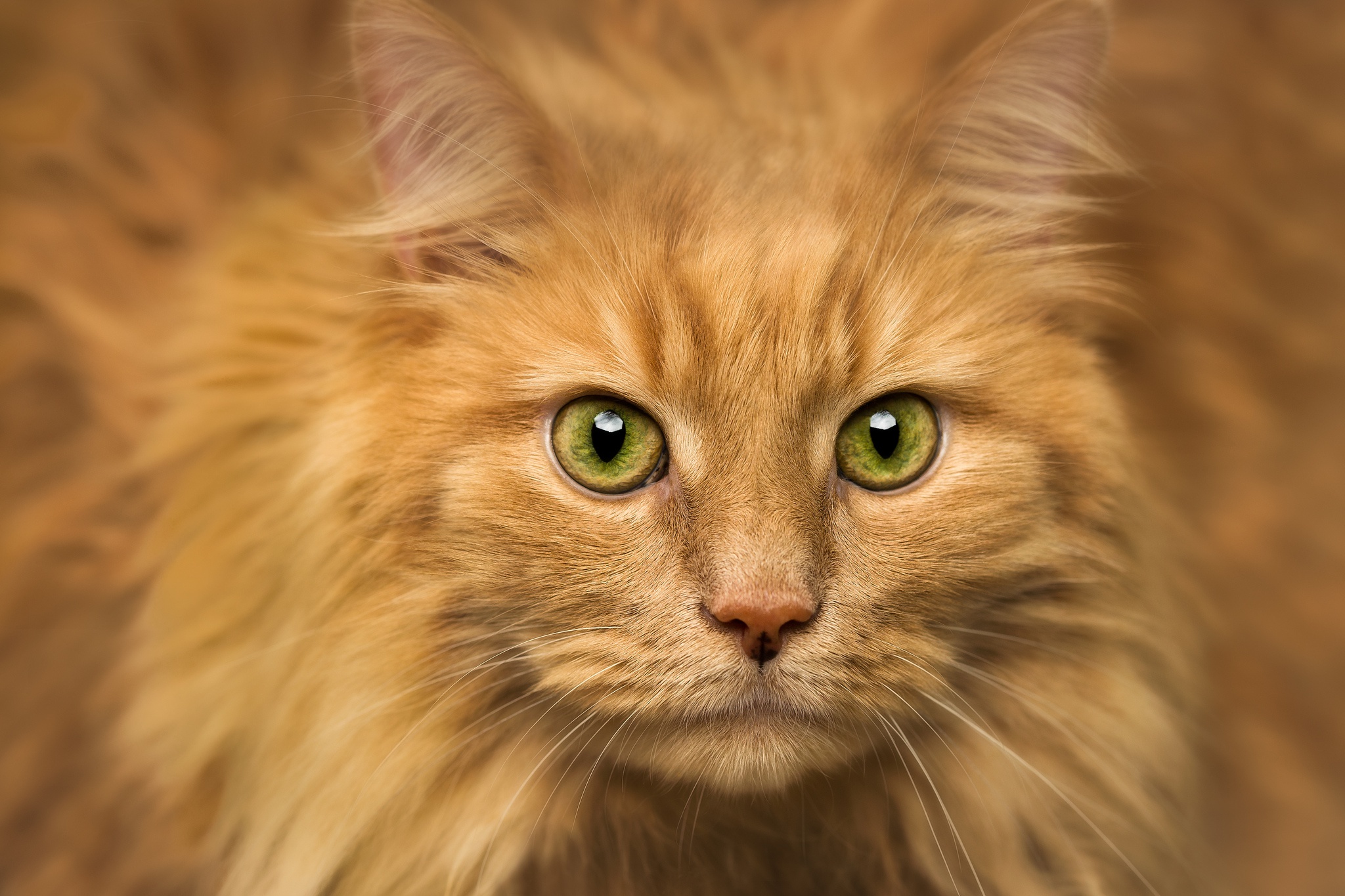 Рыжая пушистая кошка с зелеными глазами