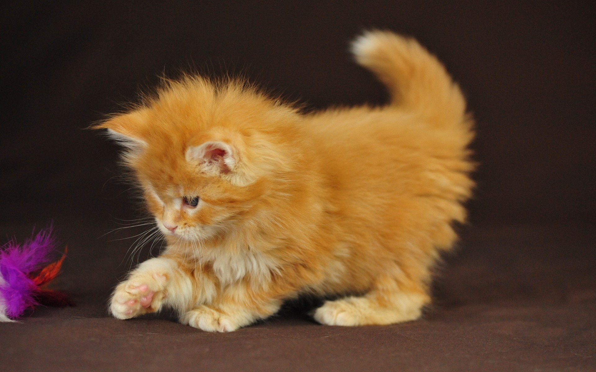 Очаровательная киска. Британский длинношерстный котенок рыжий. Британская длинношёрстная кошка рыжая. Длинношёрстная Персидская кошка рыжий. Рыжие полуперсы котята.