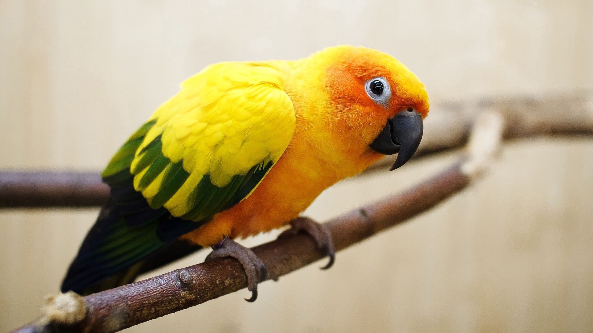 88836 Bild herunterladen papageien, farbe, tiere, feder, vogel - Hintergrundbilder und Bildschirmschoner kostenlos