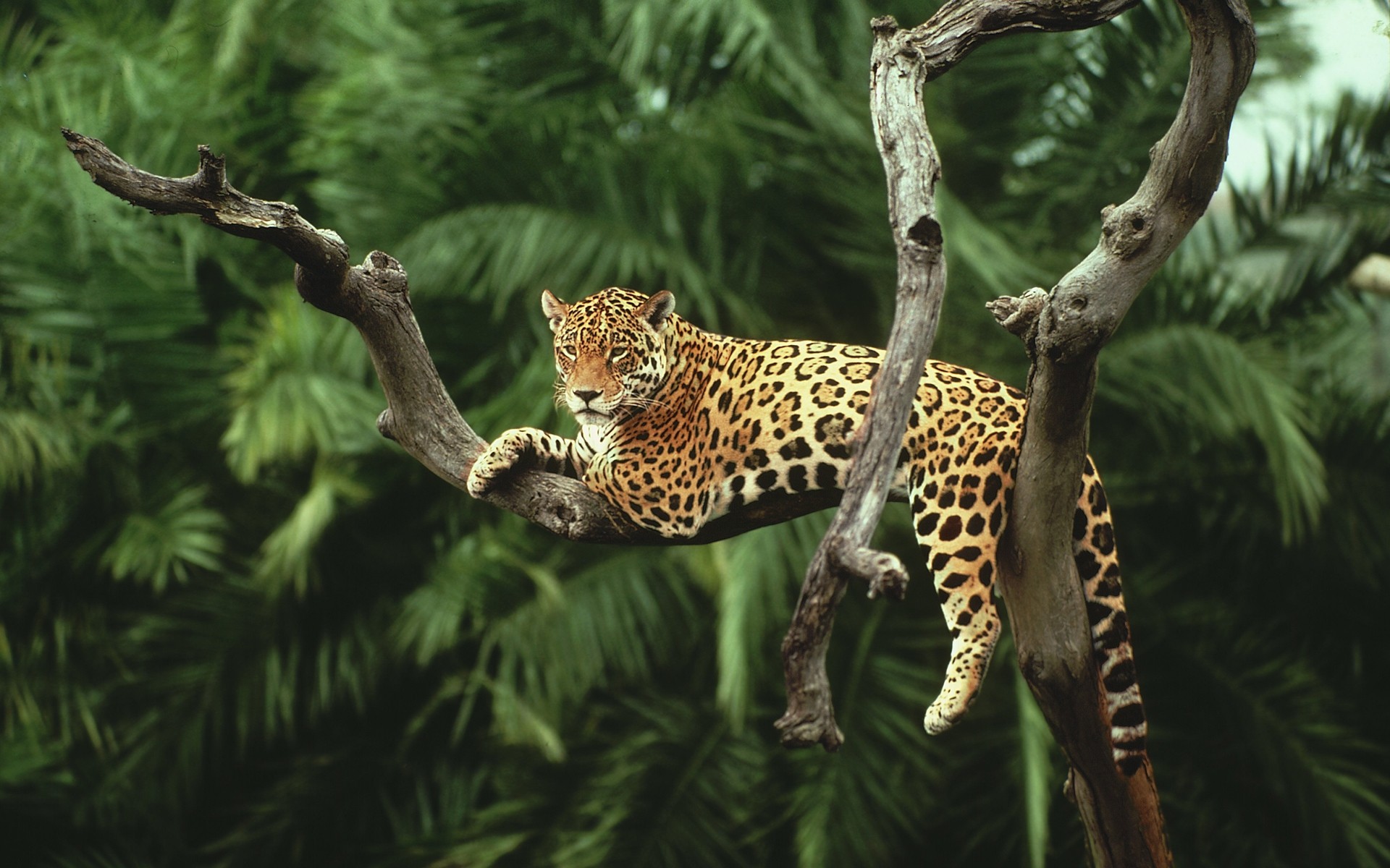 368988 descargar imagen animales, jaguar, rama, selva, leopardo, gatos: fondos de pantalla y protectores de pantalla gratis