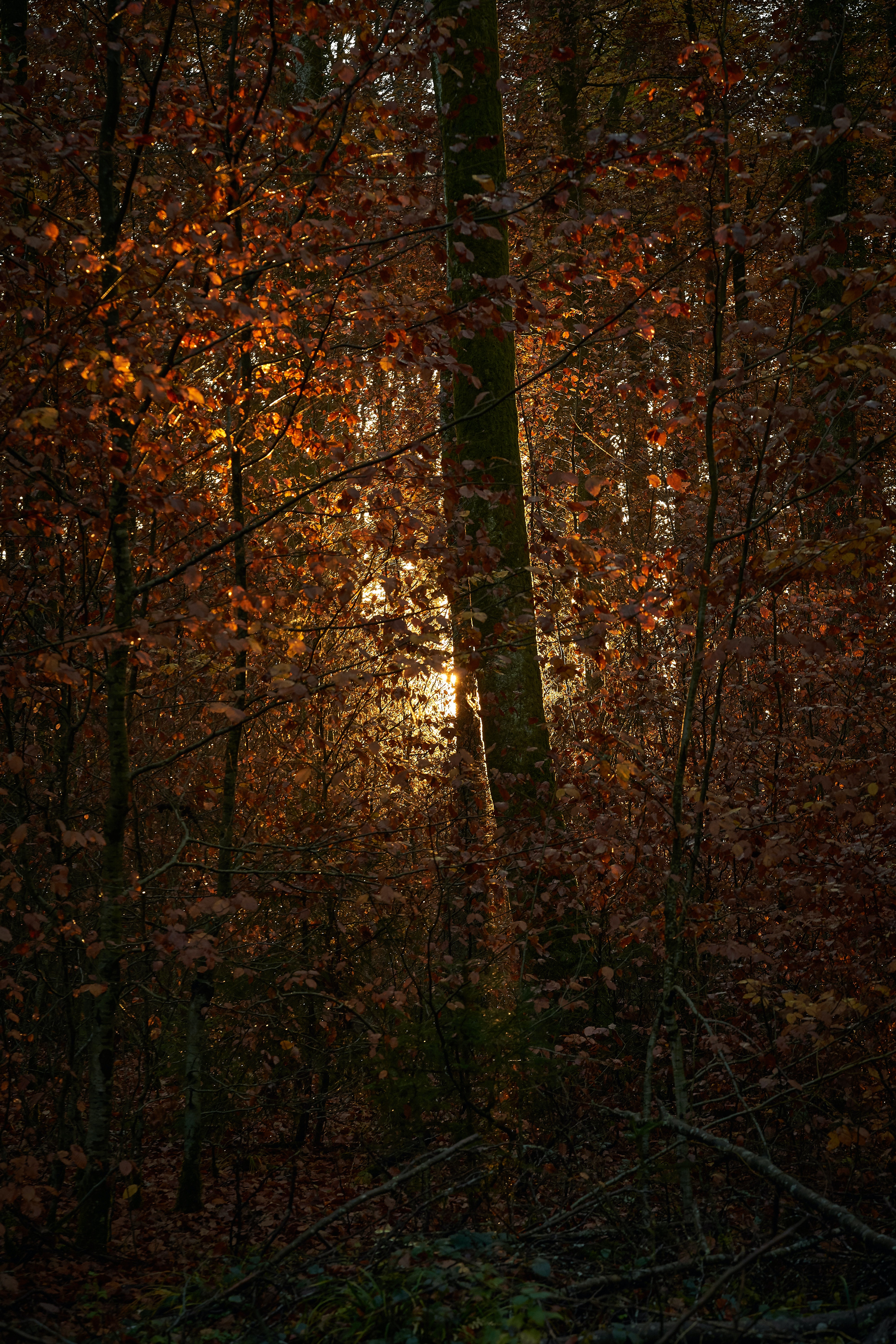 Download mobile wallpaper Branches, Forest, Trees, Leaves, Nature, Sun, Shine, Light for free.