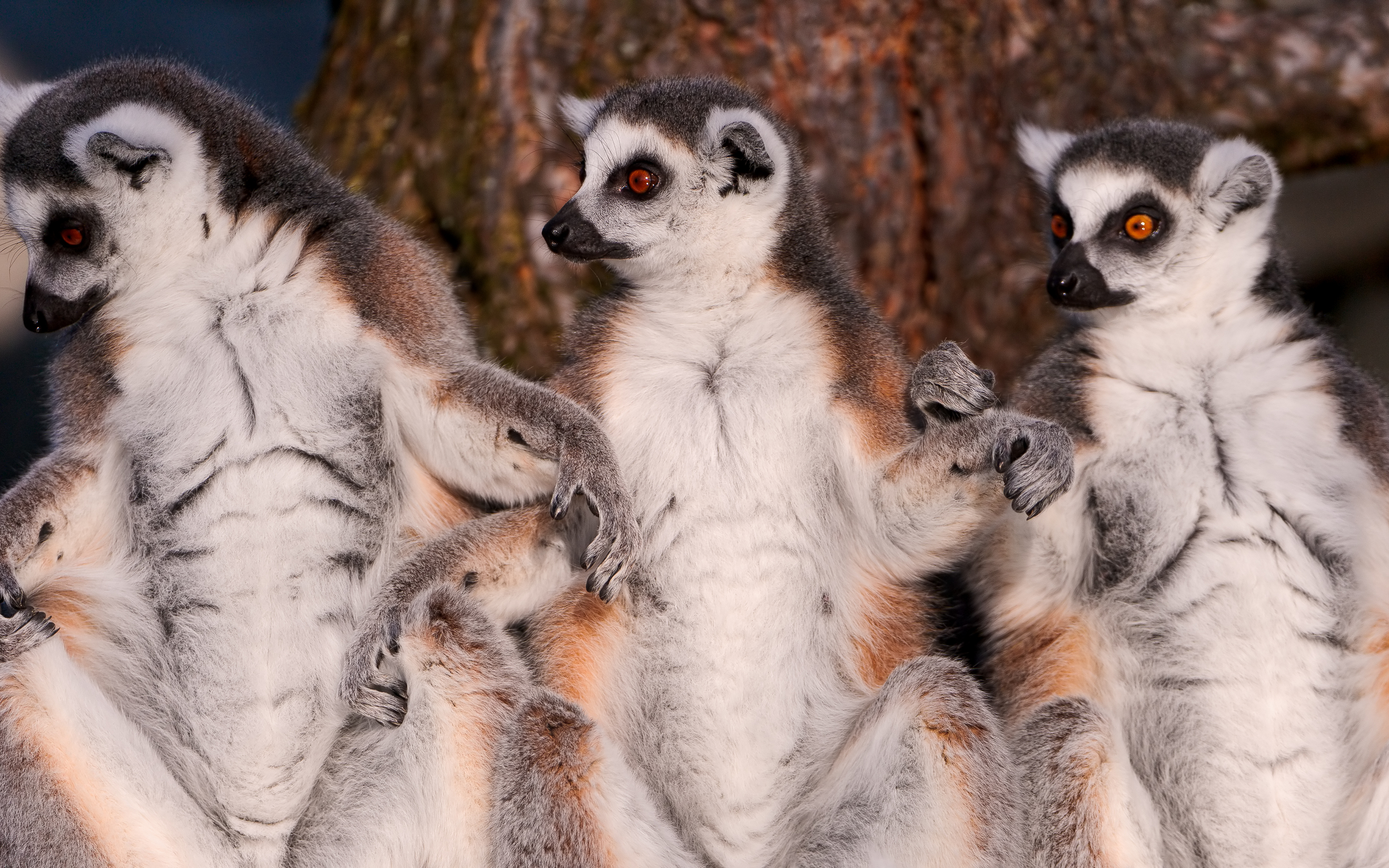 256189 Bild herunterladen tiere, lemur, affen - Hintergrundbilder und Bildschirmschoner kostenlos