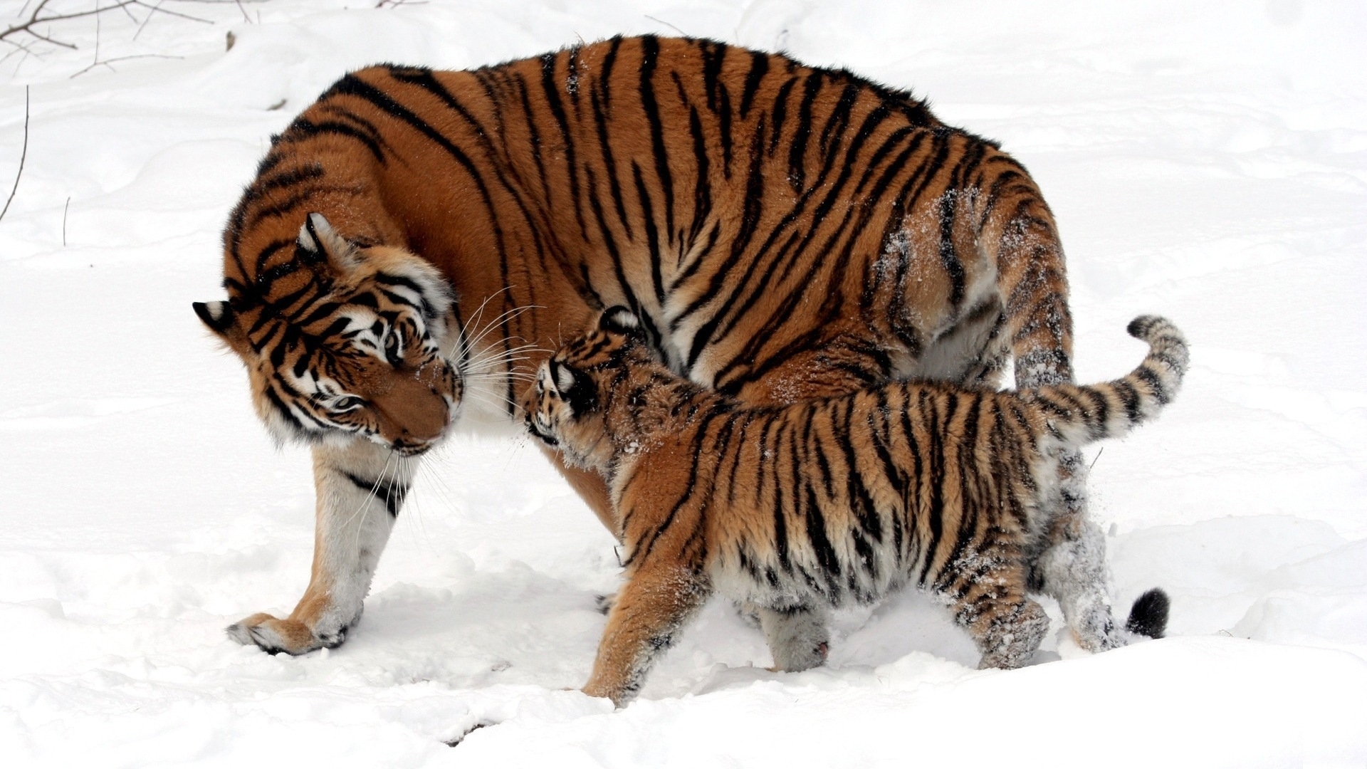 Скачать картинку Снег, Животные, Тигры в телефон бесплатно.
