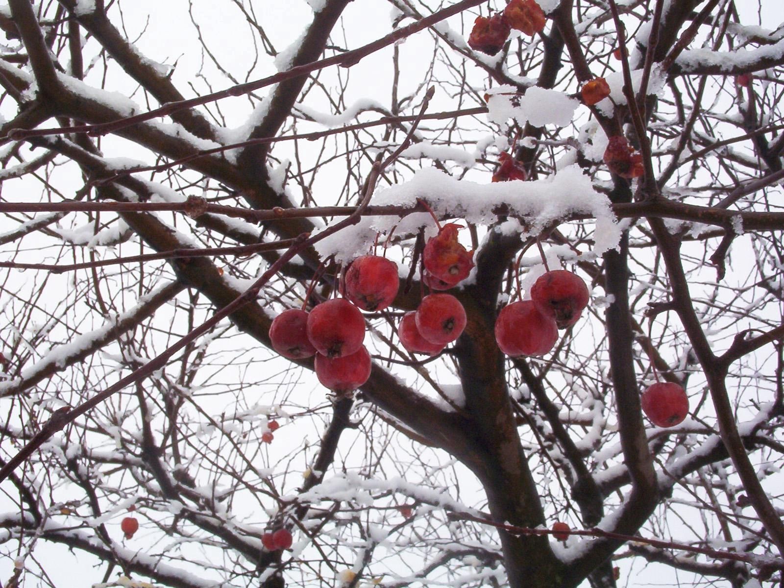 76514 скачать обои снег, рябина, природа, ягода, ветви - заставки и картинки бесплатно