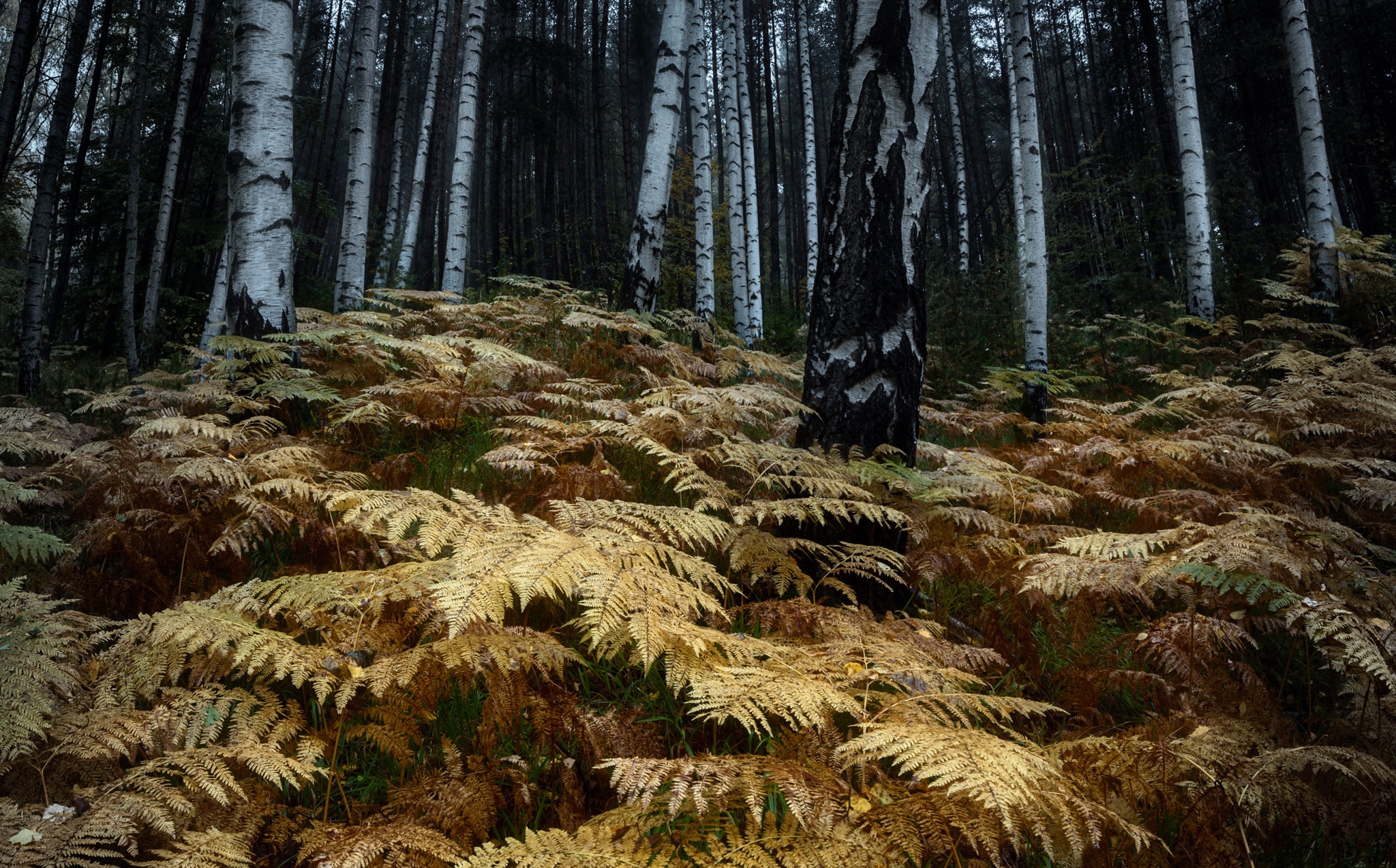 Осенние папоротники в лесу