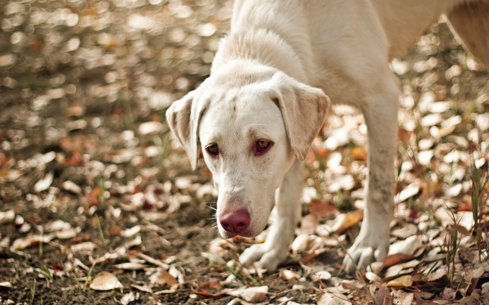 101407 скачать обои собака, животные, осень, листья, взгляд, друг - заставки и картинки бесплатно