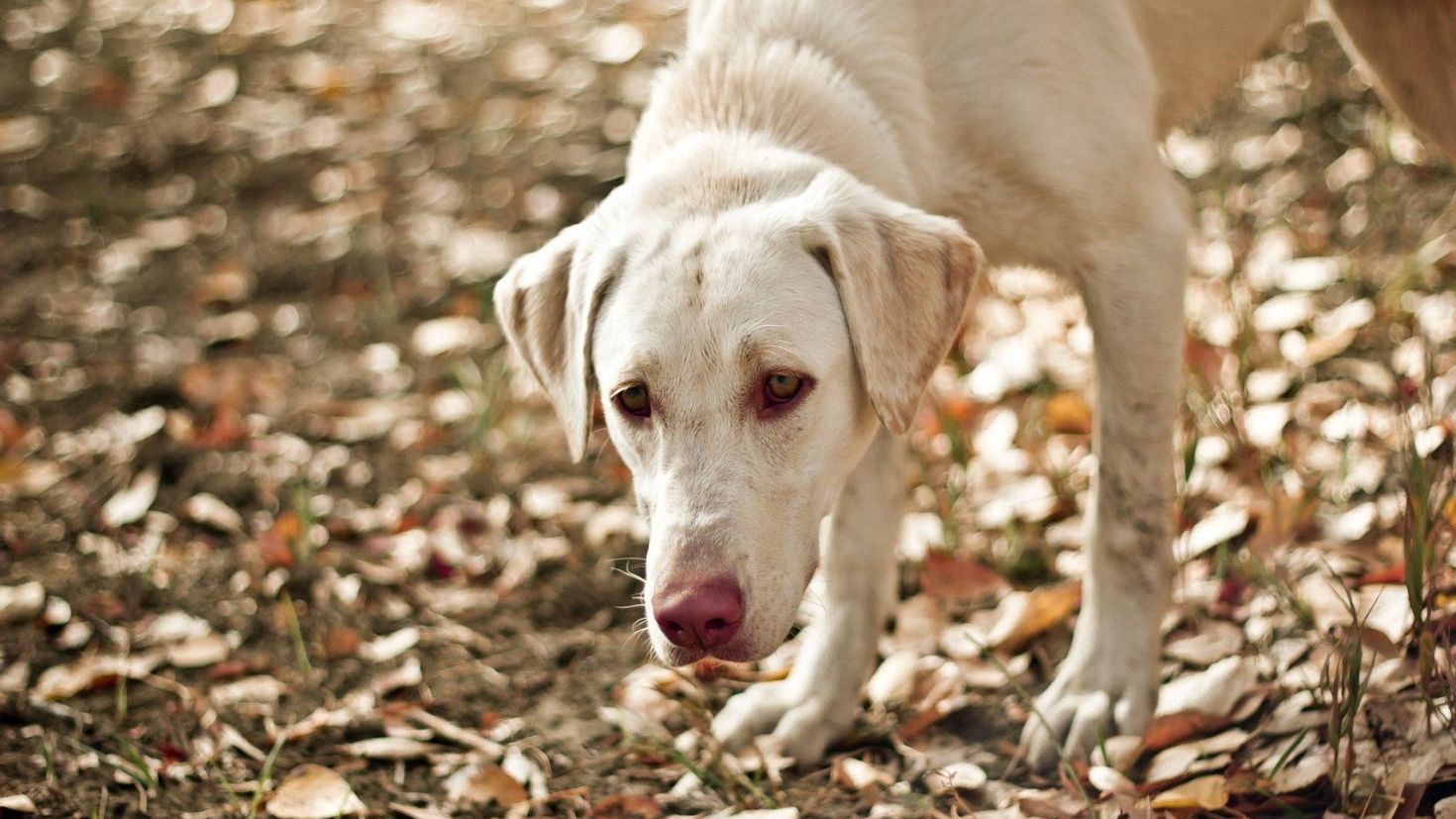 Leaf dog