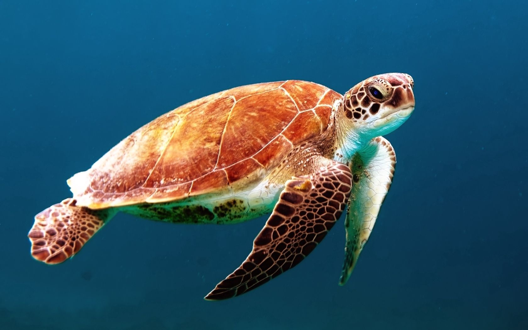underwater world, animals, to swim, swim, carapace, shell, turtle wallpaper for mobile