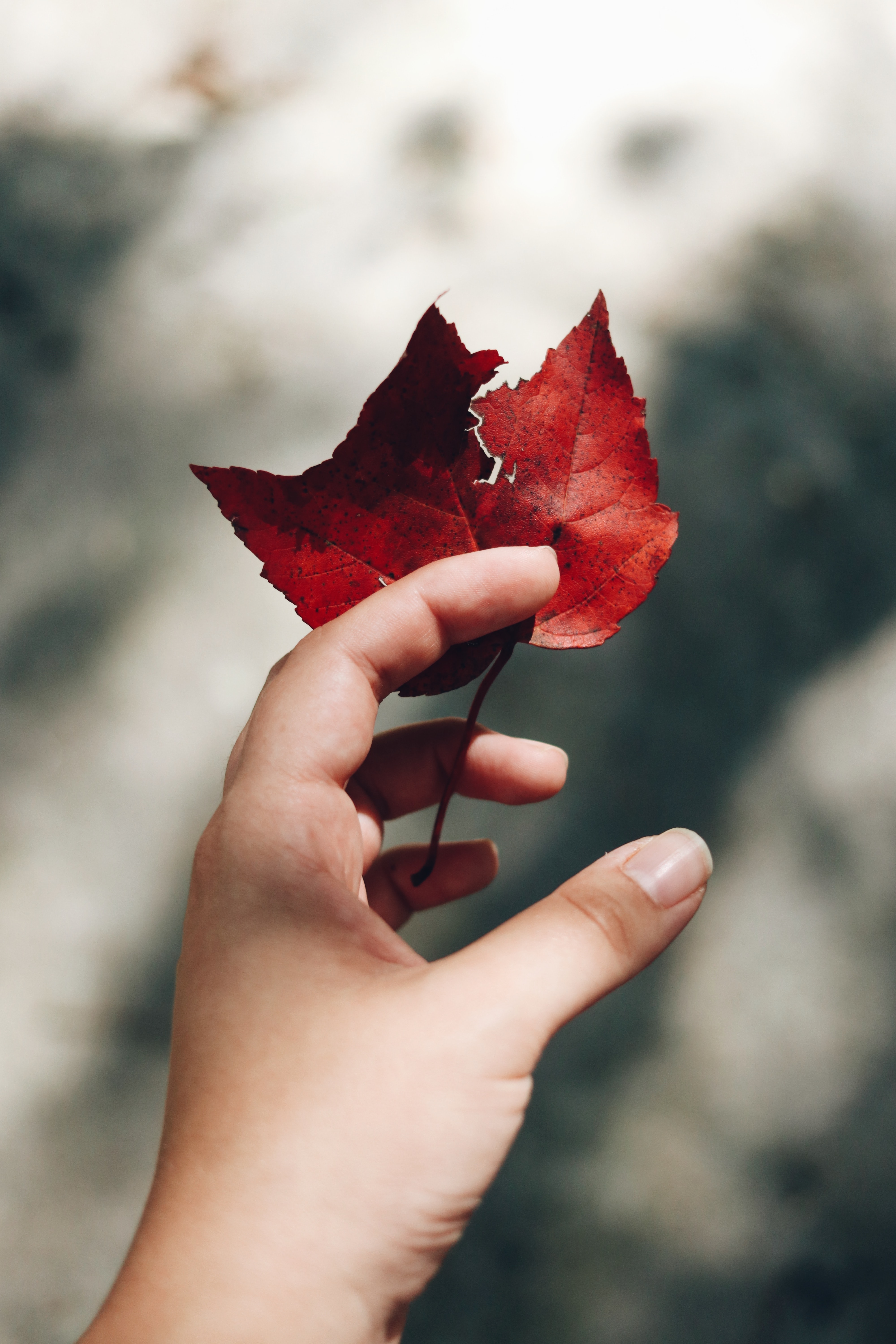 Download mobile wallpaper Miscellaneous, Miscellanea, Leaves, Hand, Autumn, Focus for free.