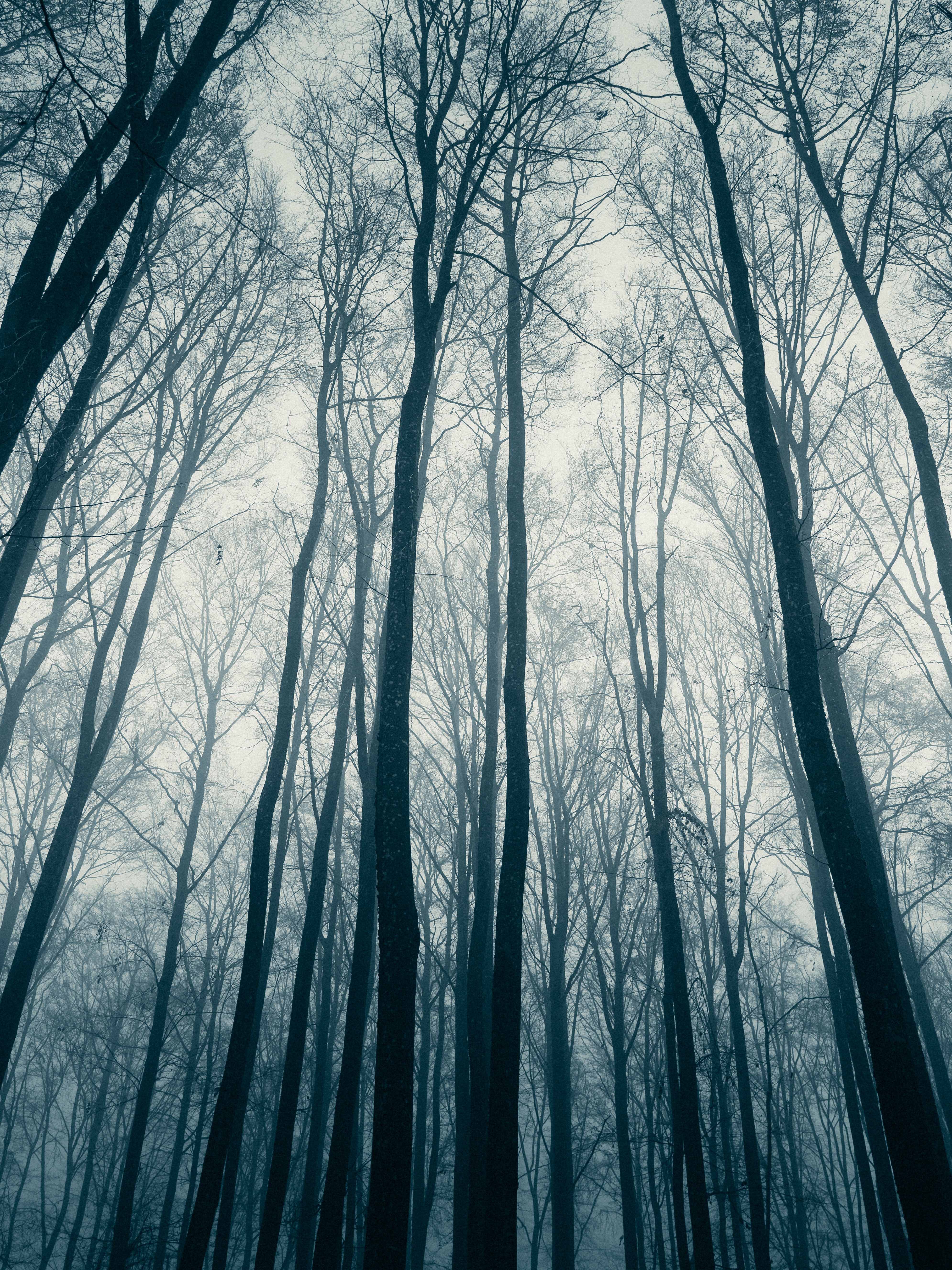 143529 Hintergrundbild herunterladen natur, bäume, wald, nebel, dunst, haze - Bildschirmschoner und Bilder kostenlos