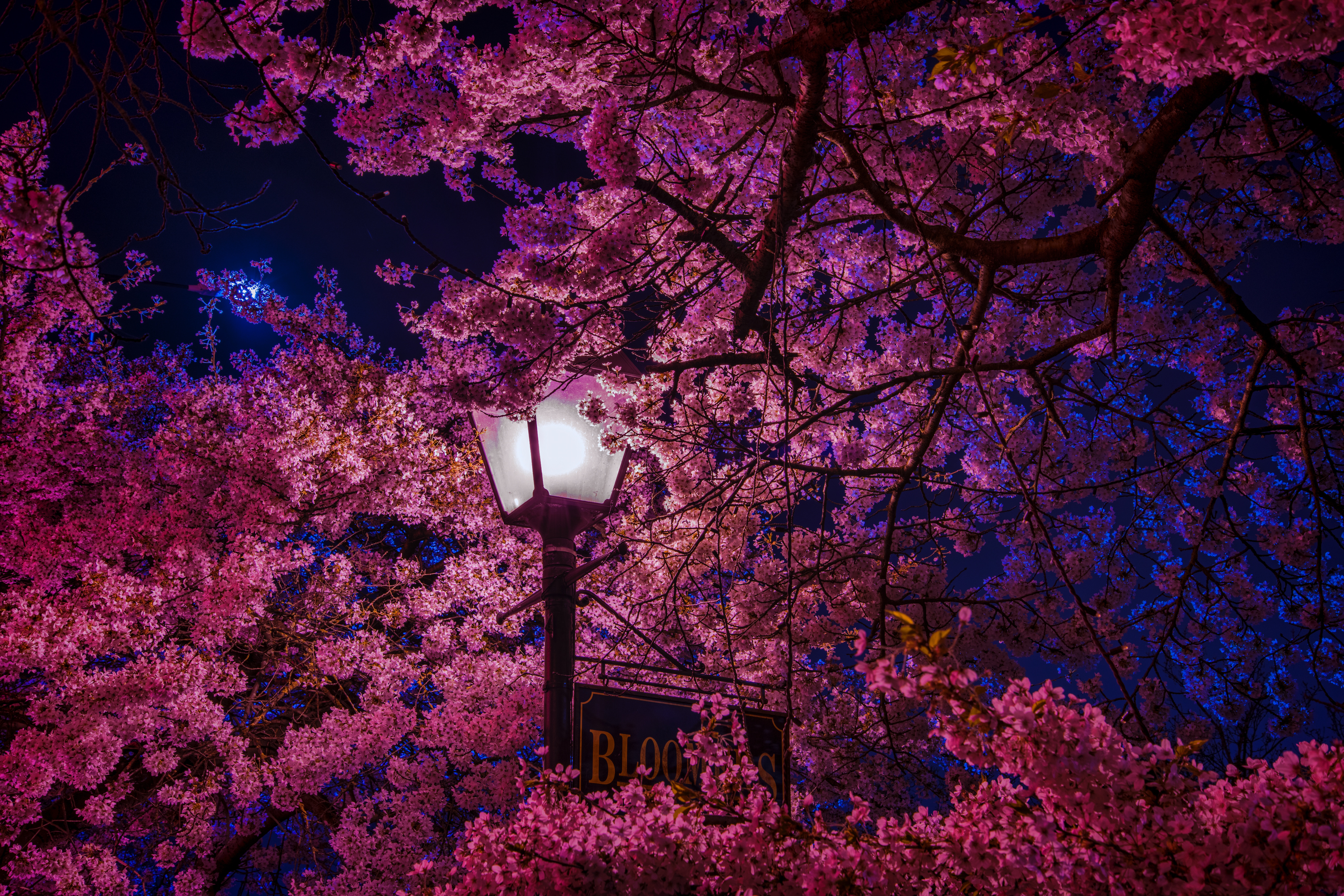 spring, sakura, night, miscellaneous, miscellanea, lamp, lantern, blooms lock screen backgrounds