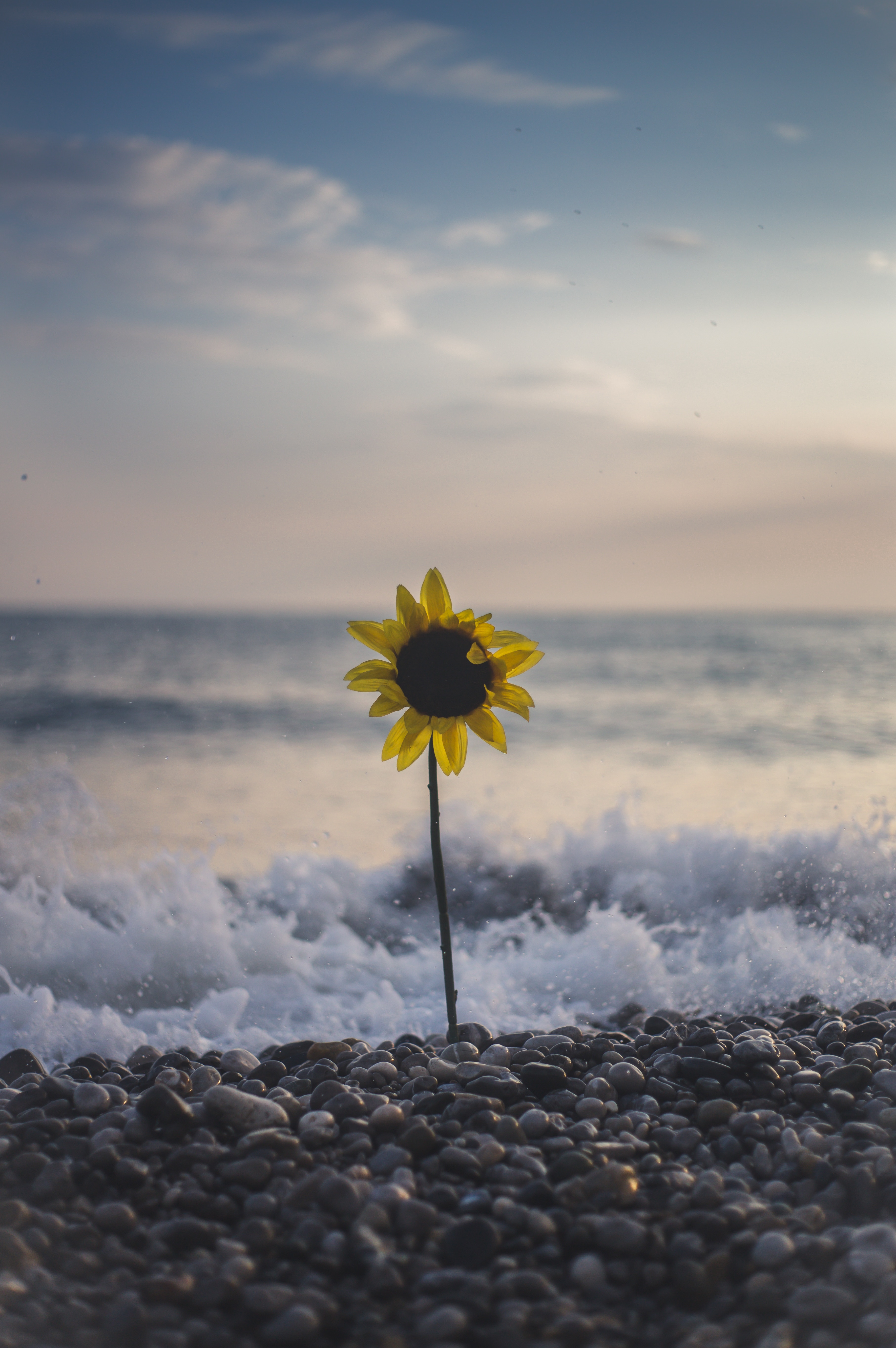 Laden Sie das Stones, Waves, Blumen, Sea, Sonnenblume, Surfen, Blume-Bild kostenlos auf Ihren PC-Desktop herunter