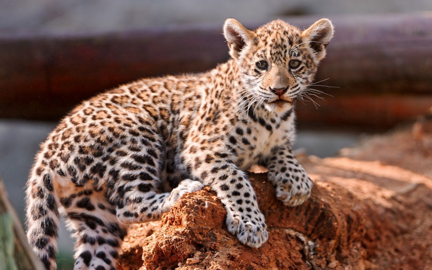 animals, young, calf, kitty, kitten, leopard 2160p