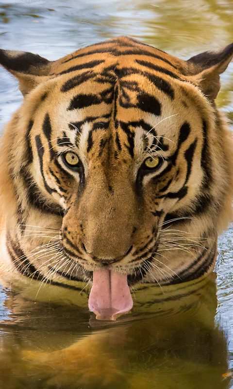 animal, tiger, face, close up, water, tongue, cats UHD