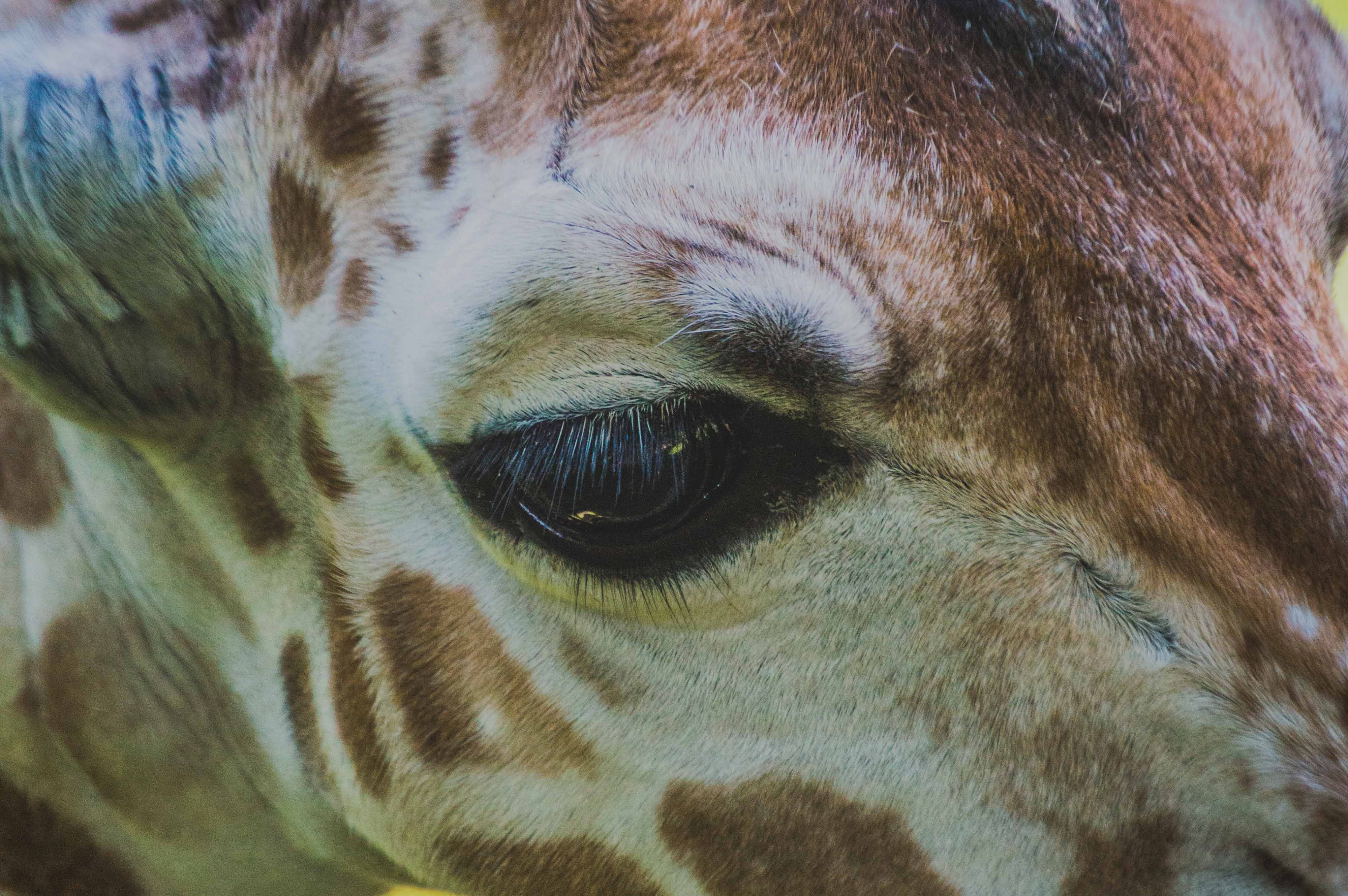 Download mobile wallpaper Muzzle, Animals, Eye, Giraffe for free.
