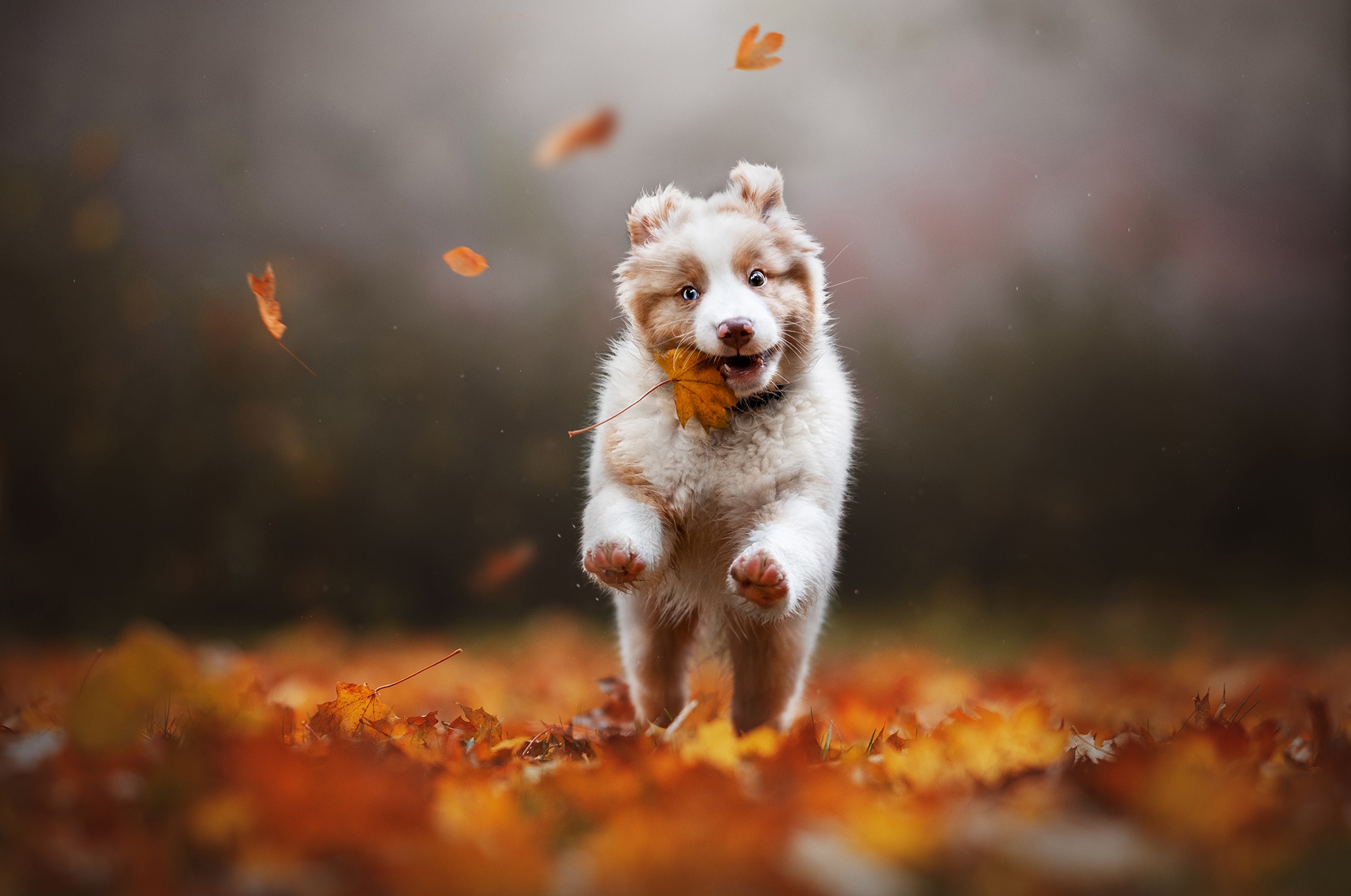 Собака осень