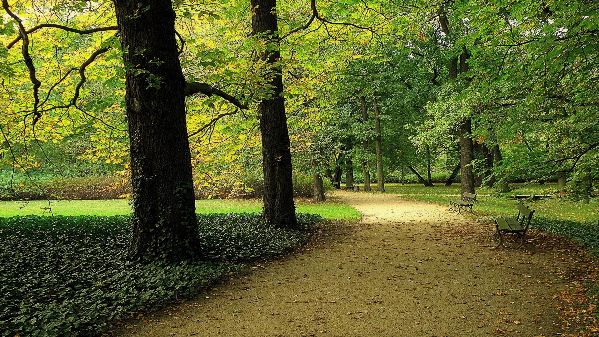 path, photography, park, bench, dirt, greenery, tree