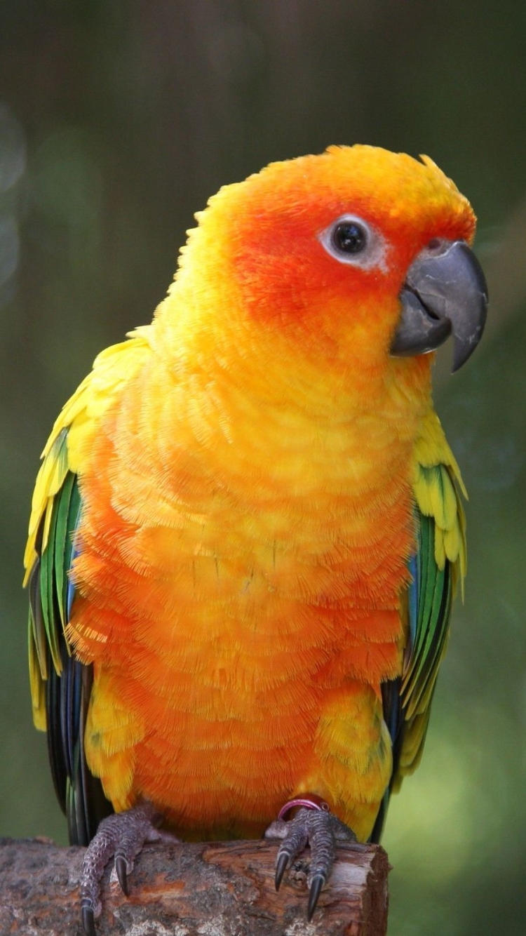 Sun conure wallpaper by Shinatin - Download on ZEDGE™ | 5a63