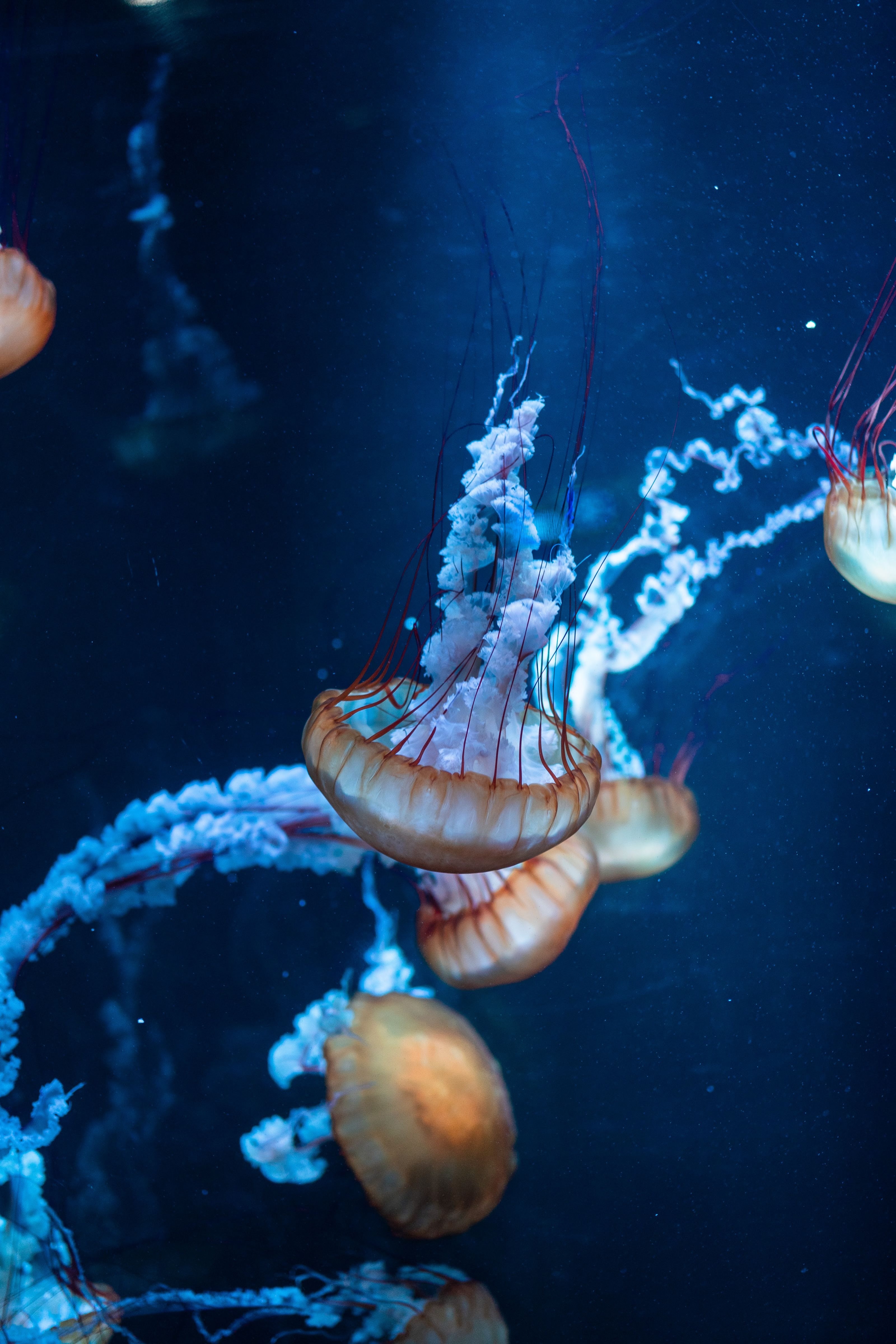 Mobile wallpaper jellyfish, underwater world, tentacles, animals, sea