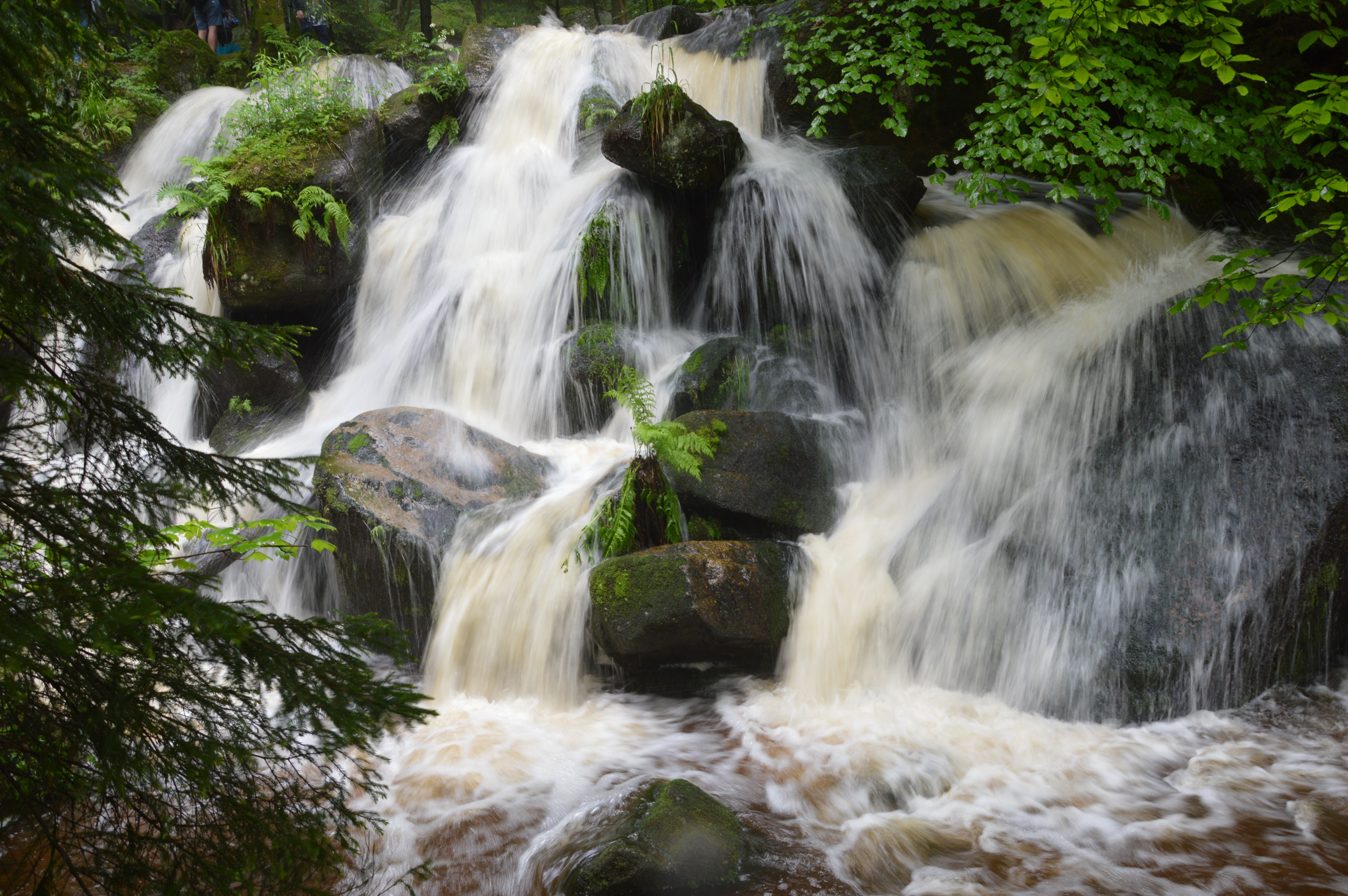Камышлинский водопад лес